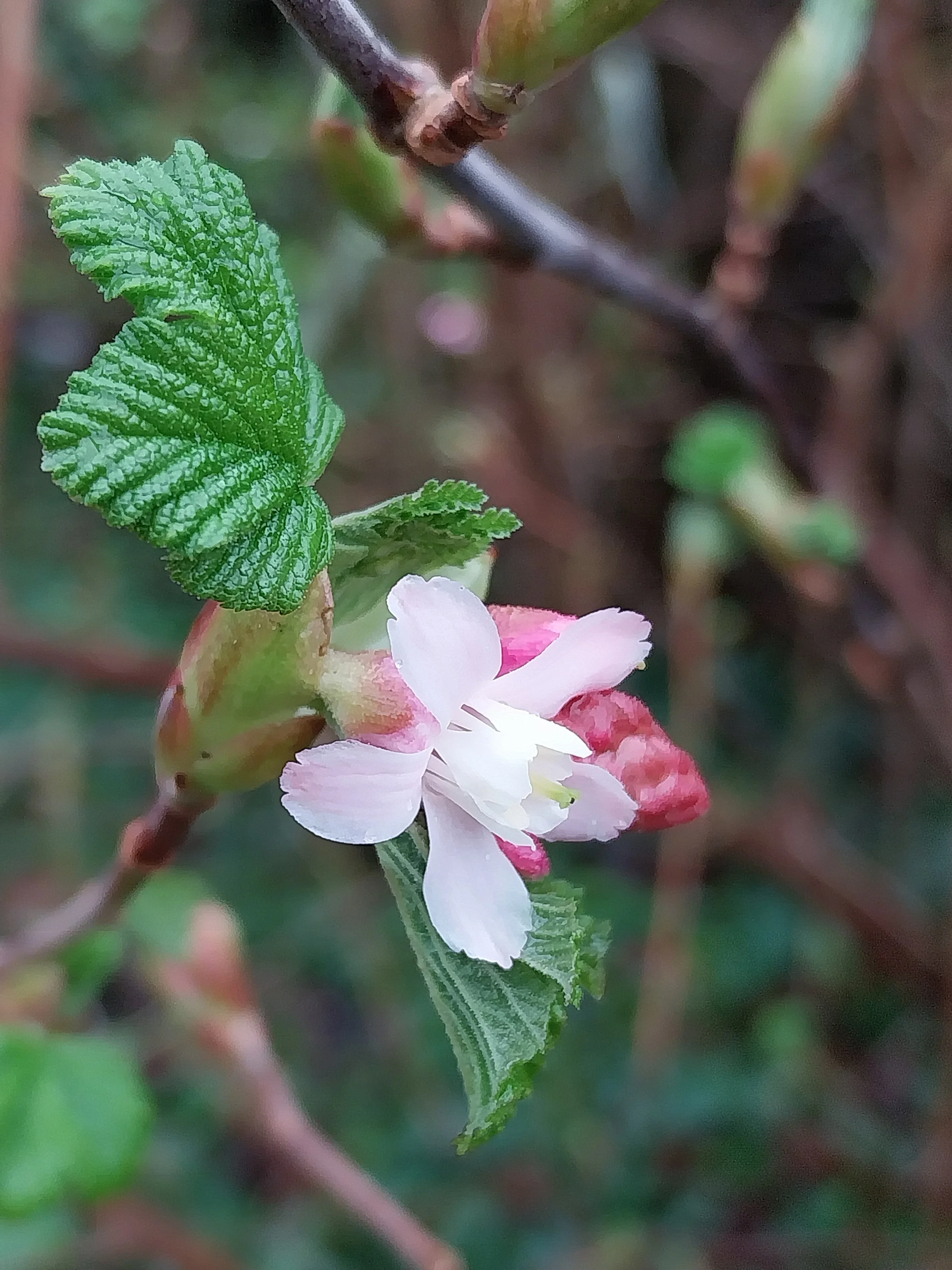 Flowering currant