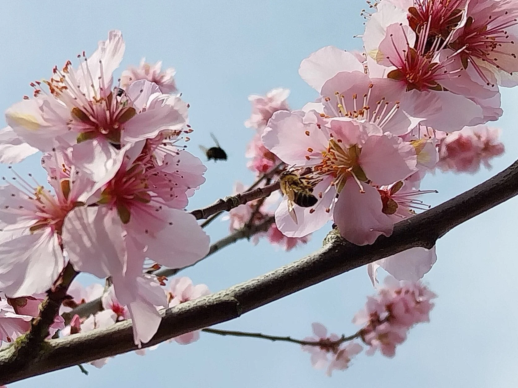 Almond blossom