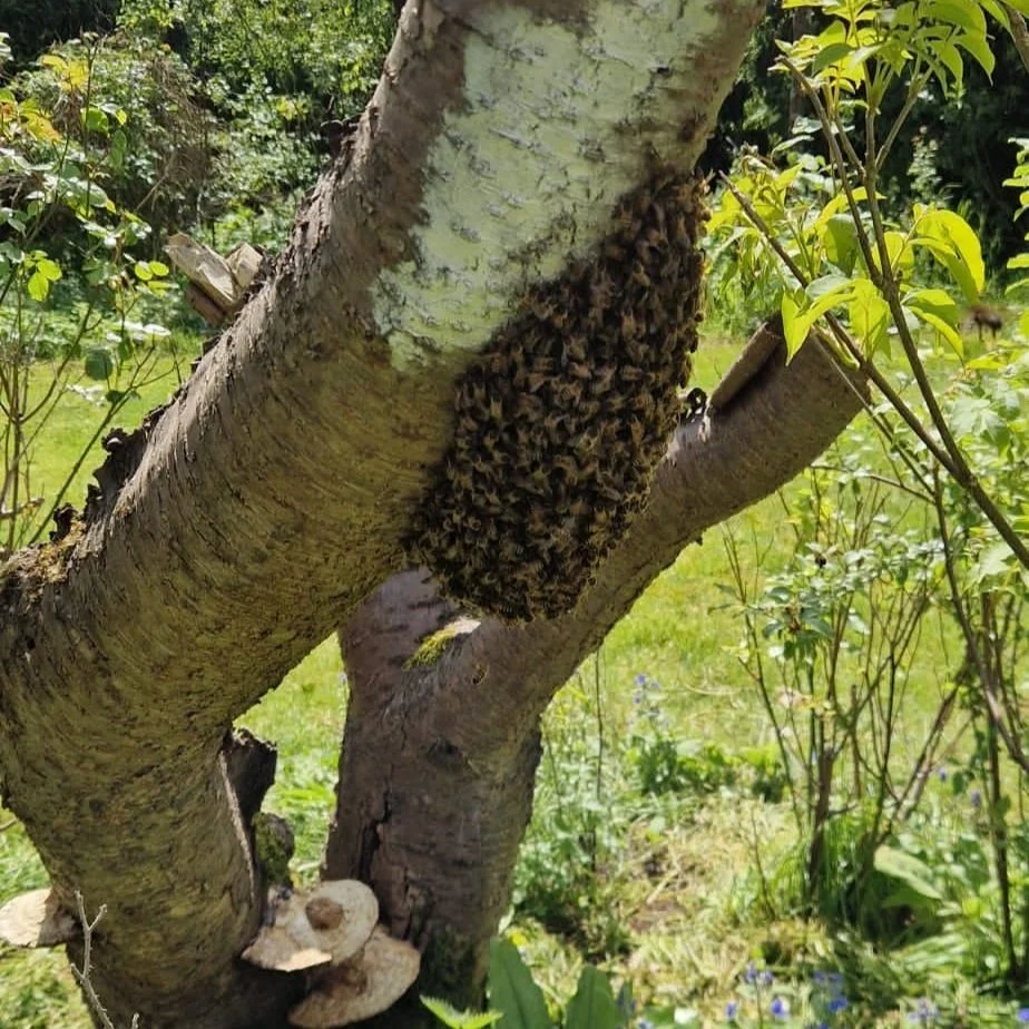 Second cast swarm