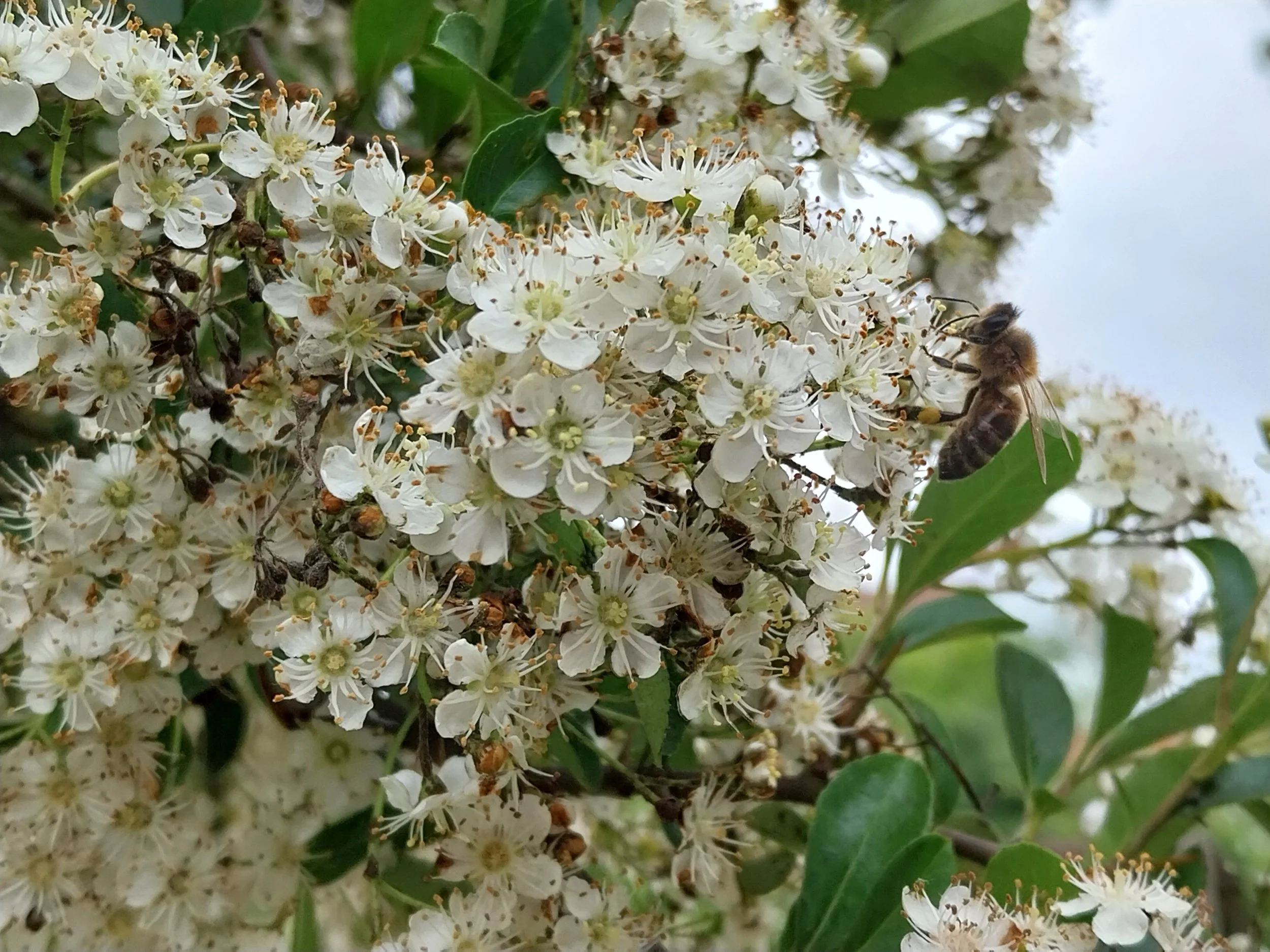 Forager on pyracantha
