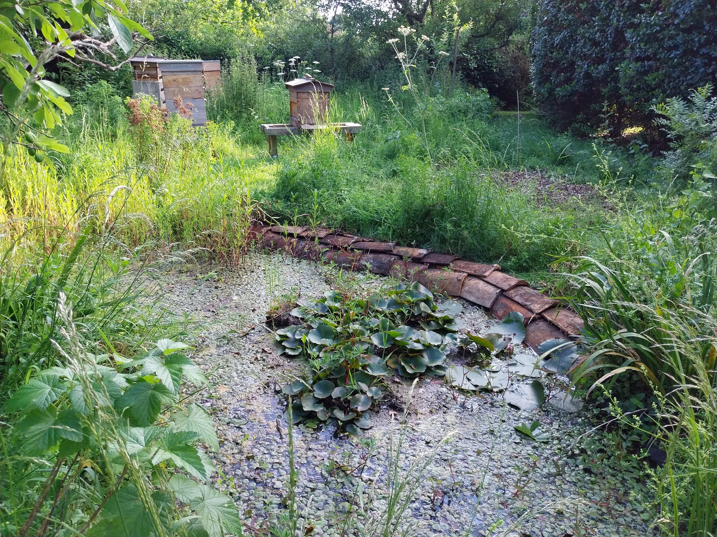 Apiary in summer