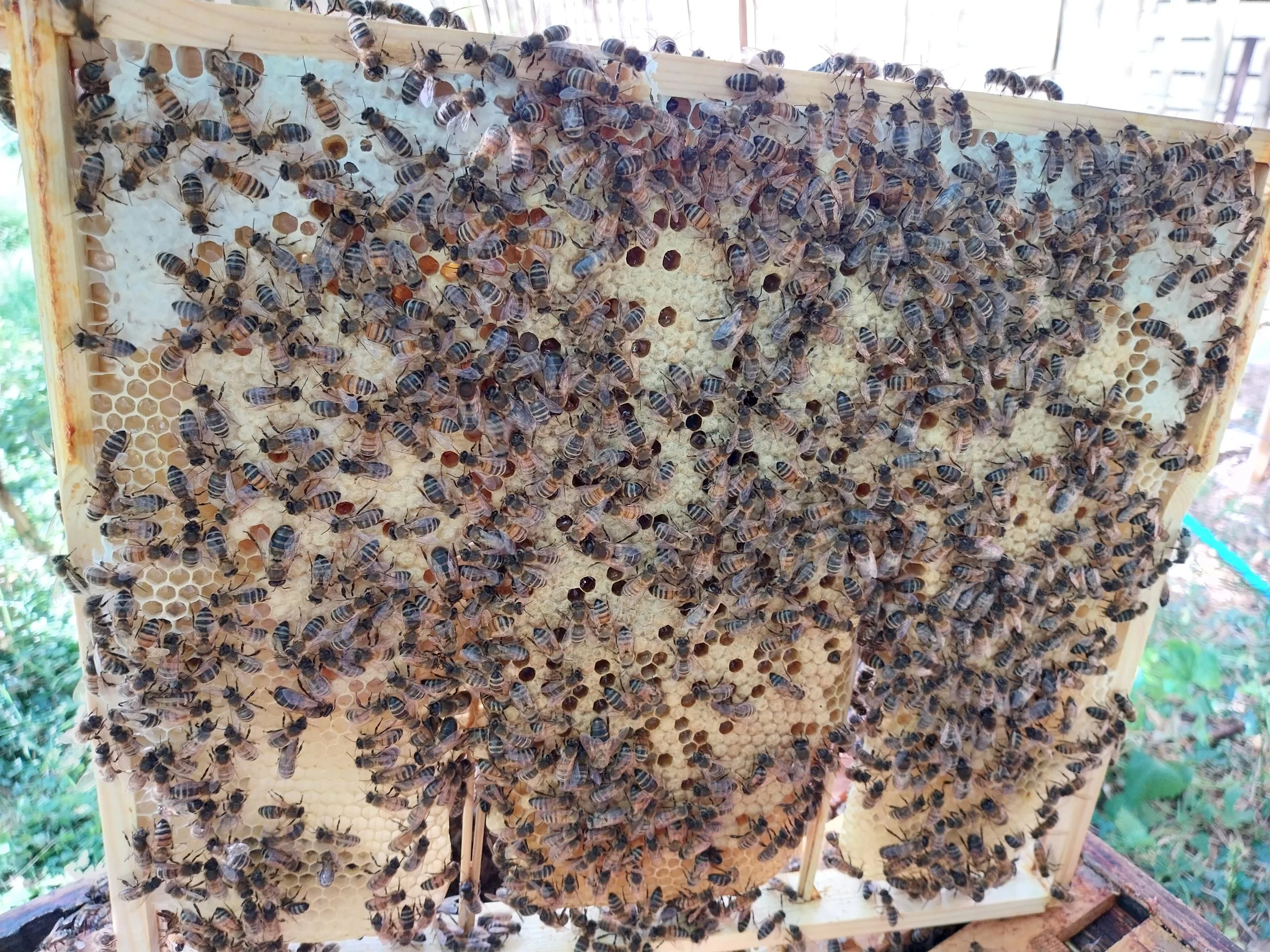 Frame from Queen Kew's hive