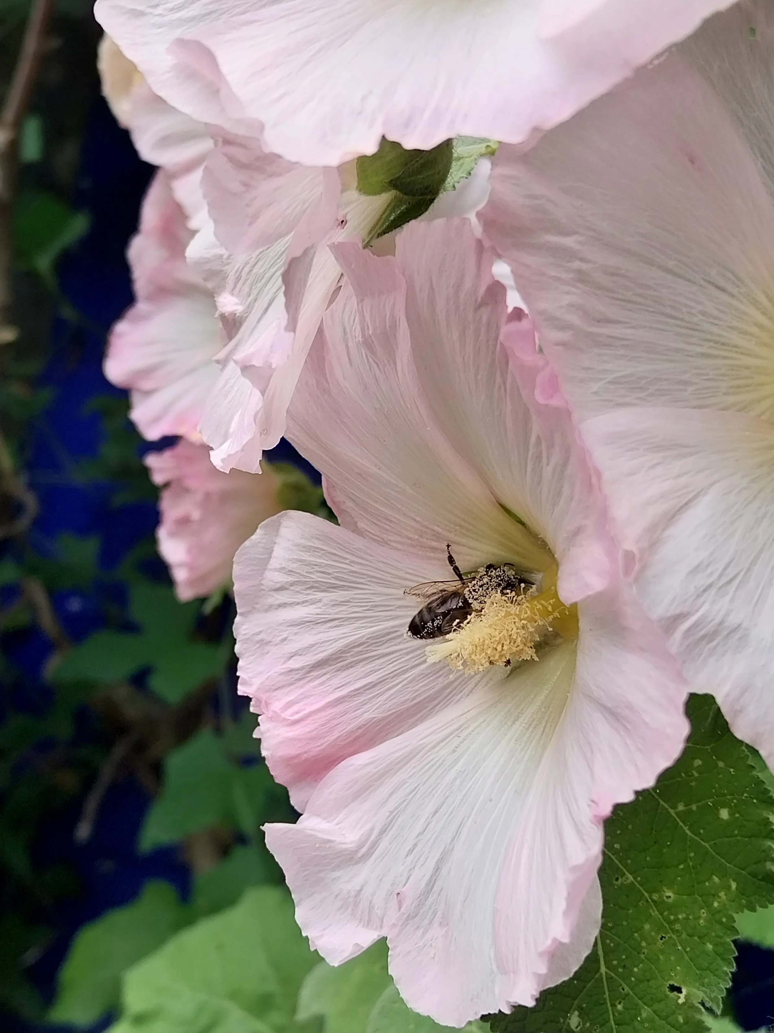 Pollen-covered forager on hollyhock
