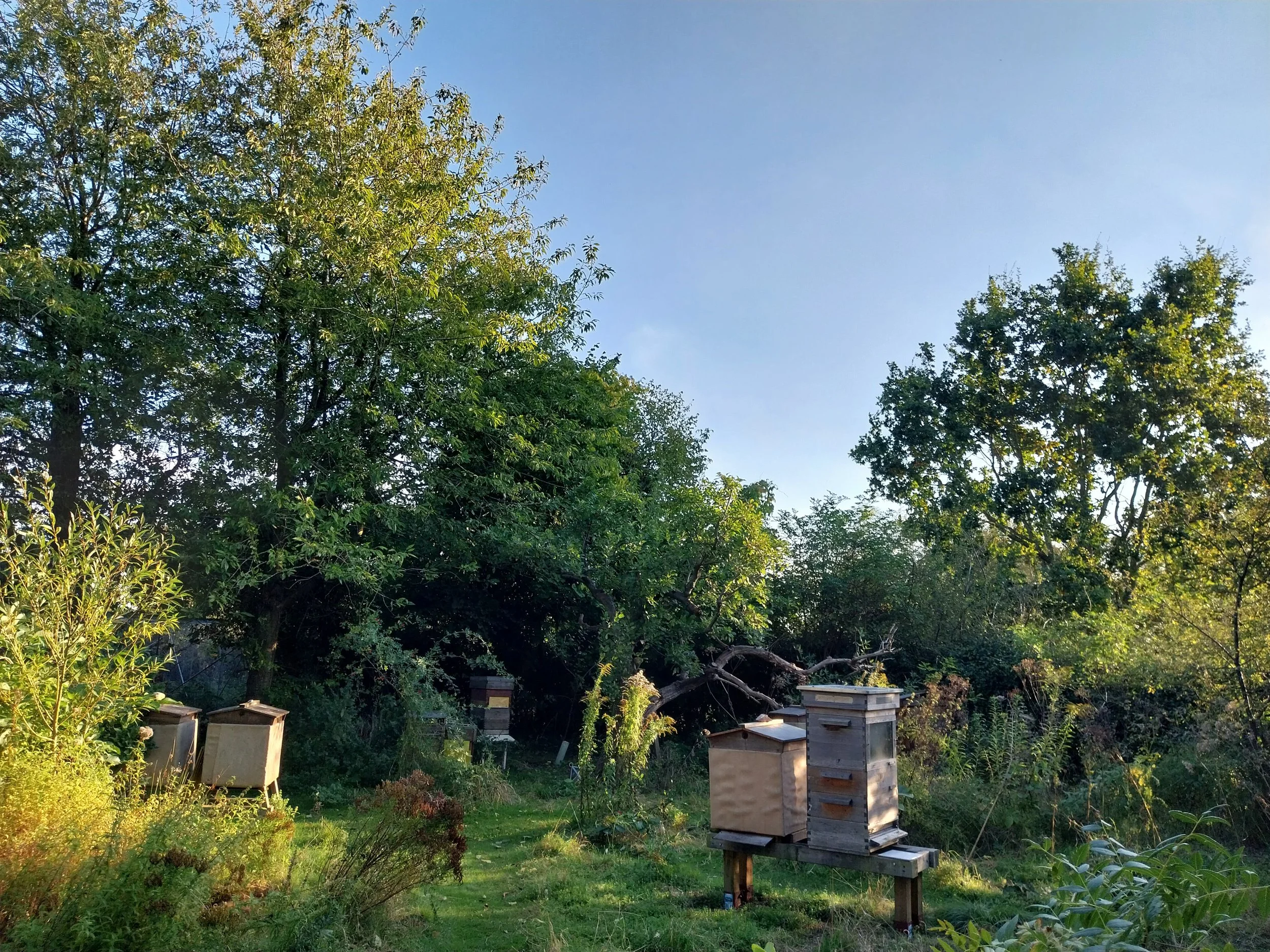 Autumn apiary