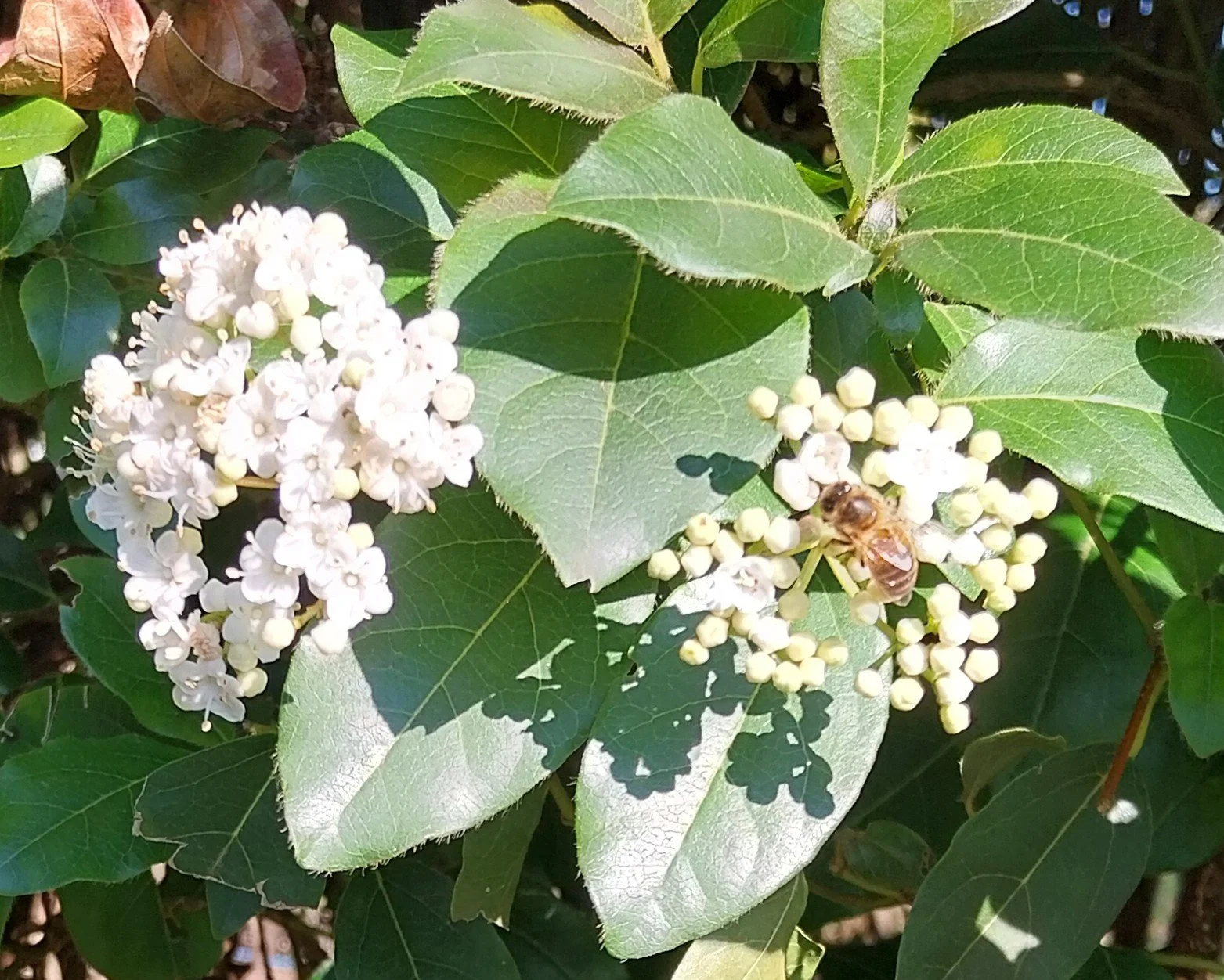 Viburnum Tinus