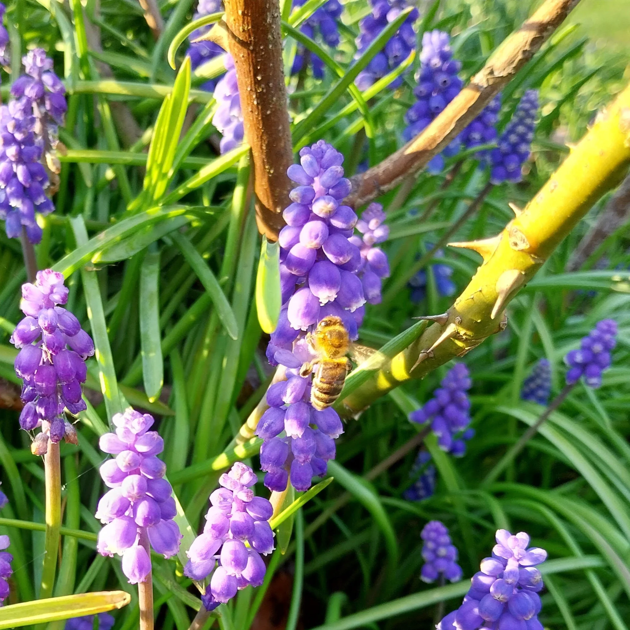 Grape hyacinth