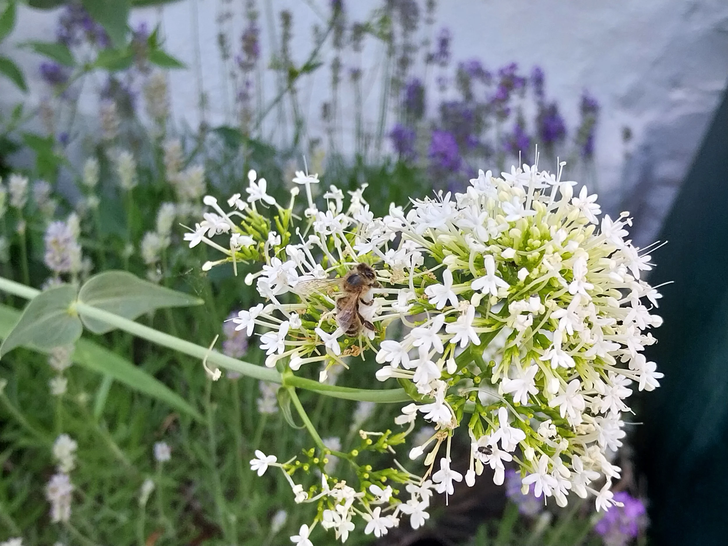 False valerian