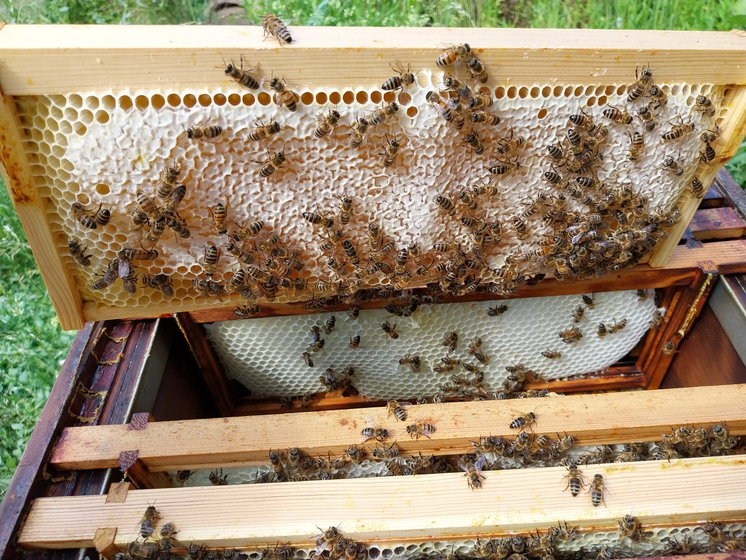 Honey being capped