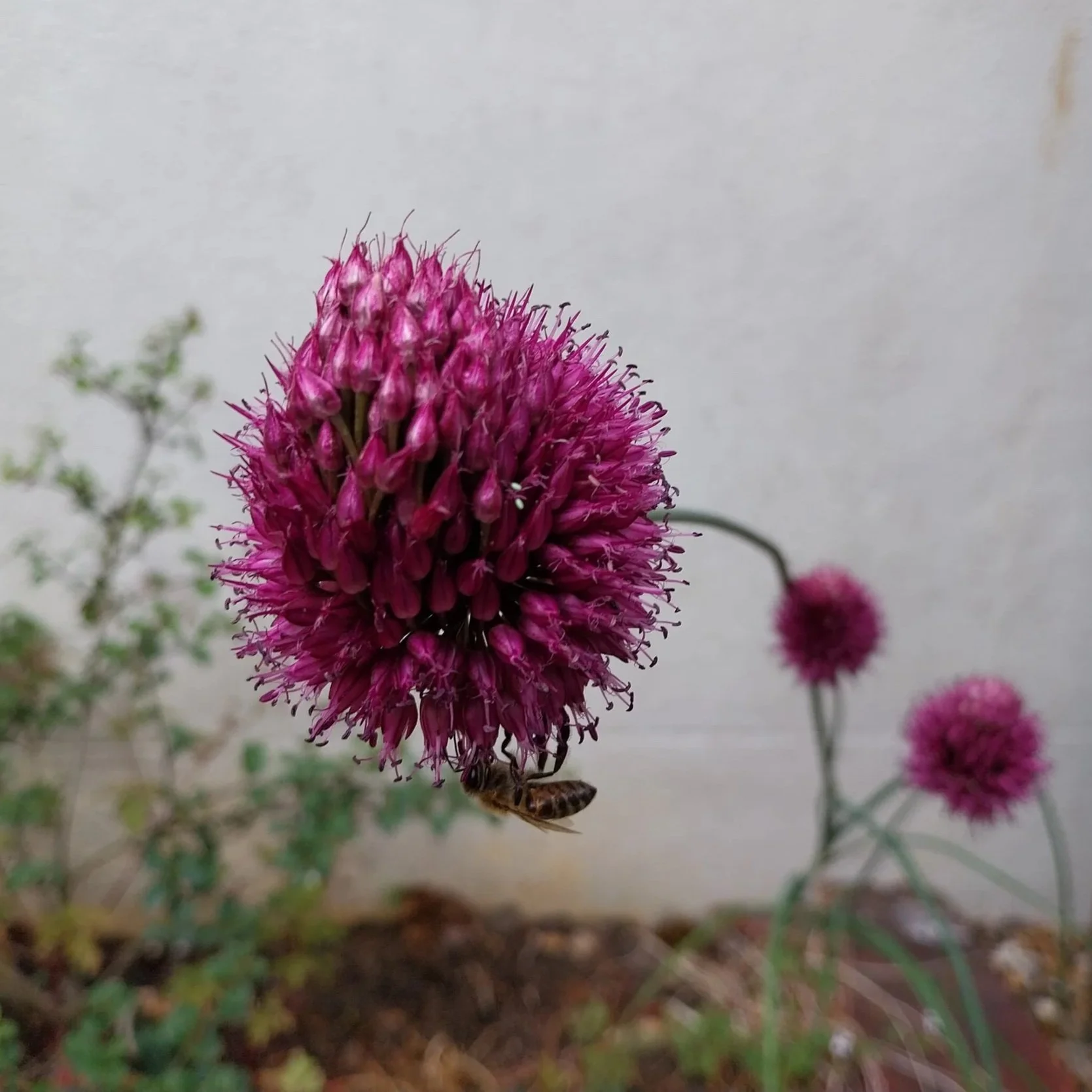 Allium