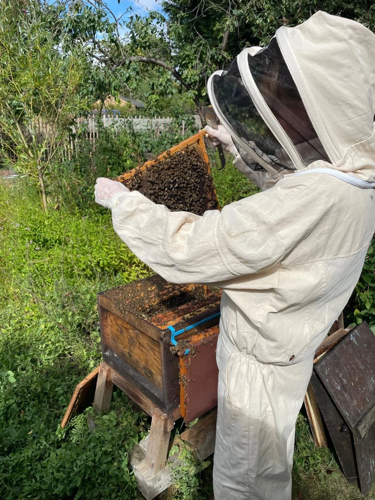 Beekeeping