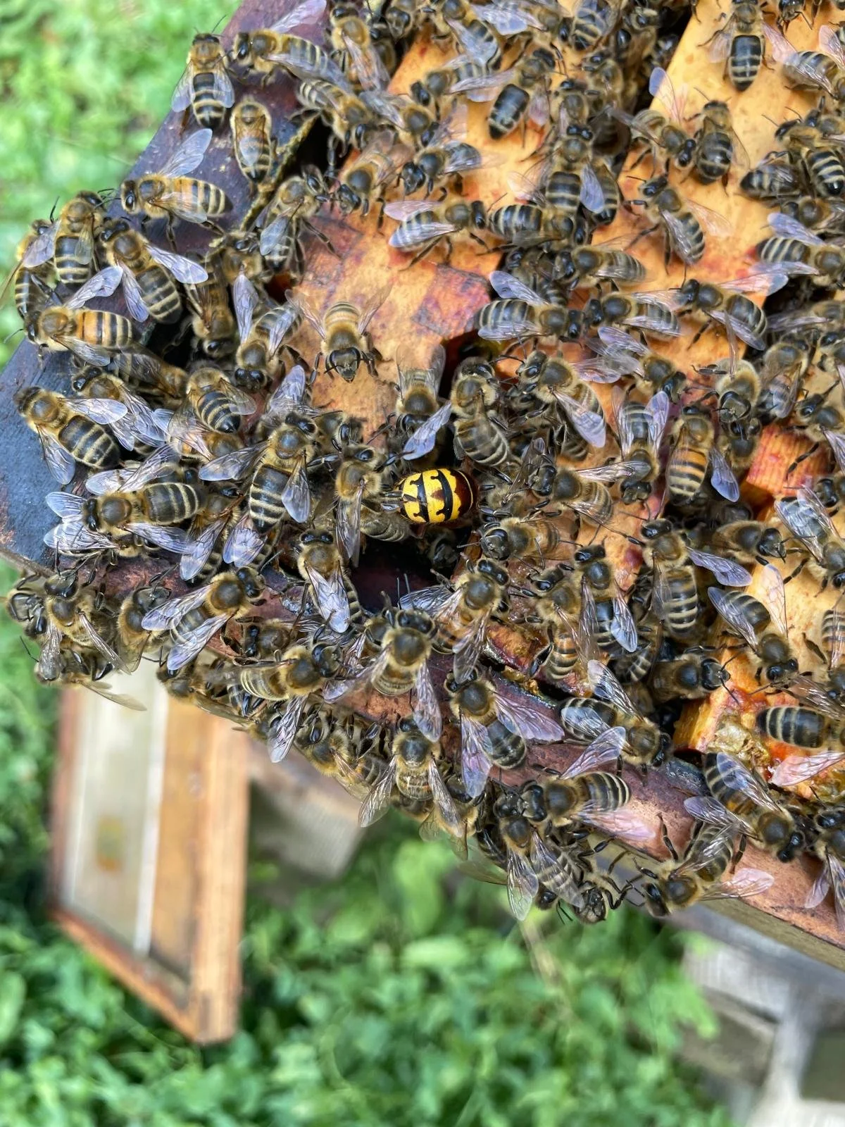 Hornet attempting to enter an open hive