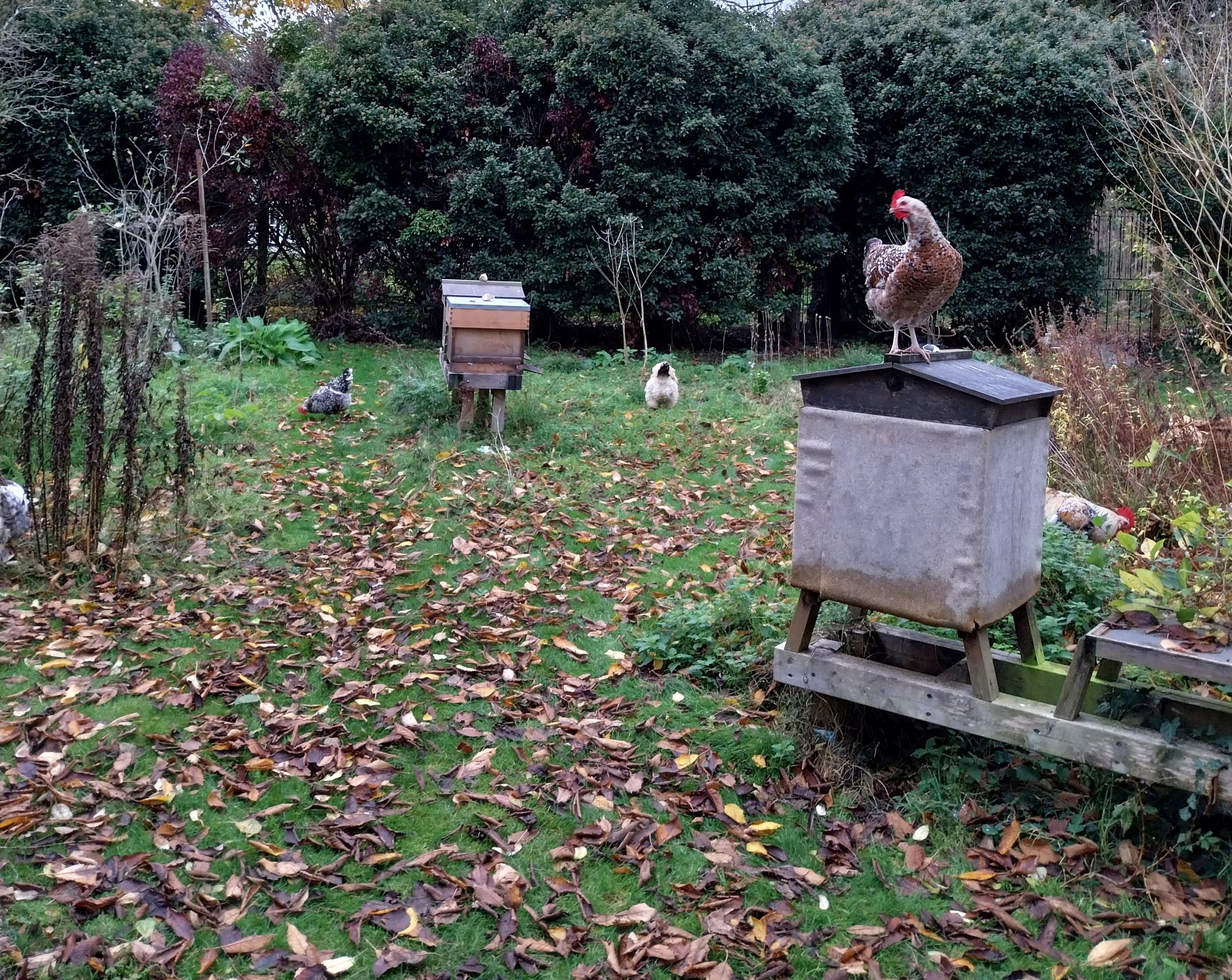 Autumn apiary
