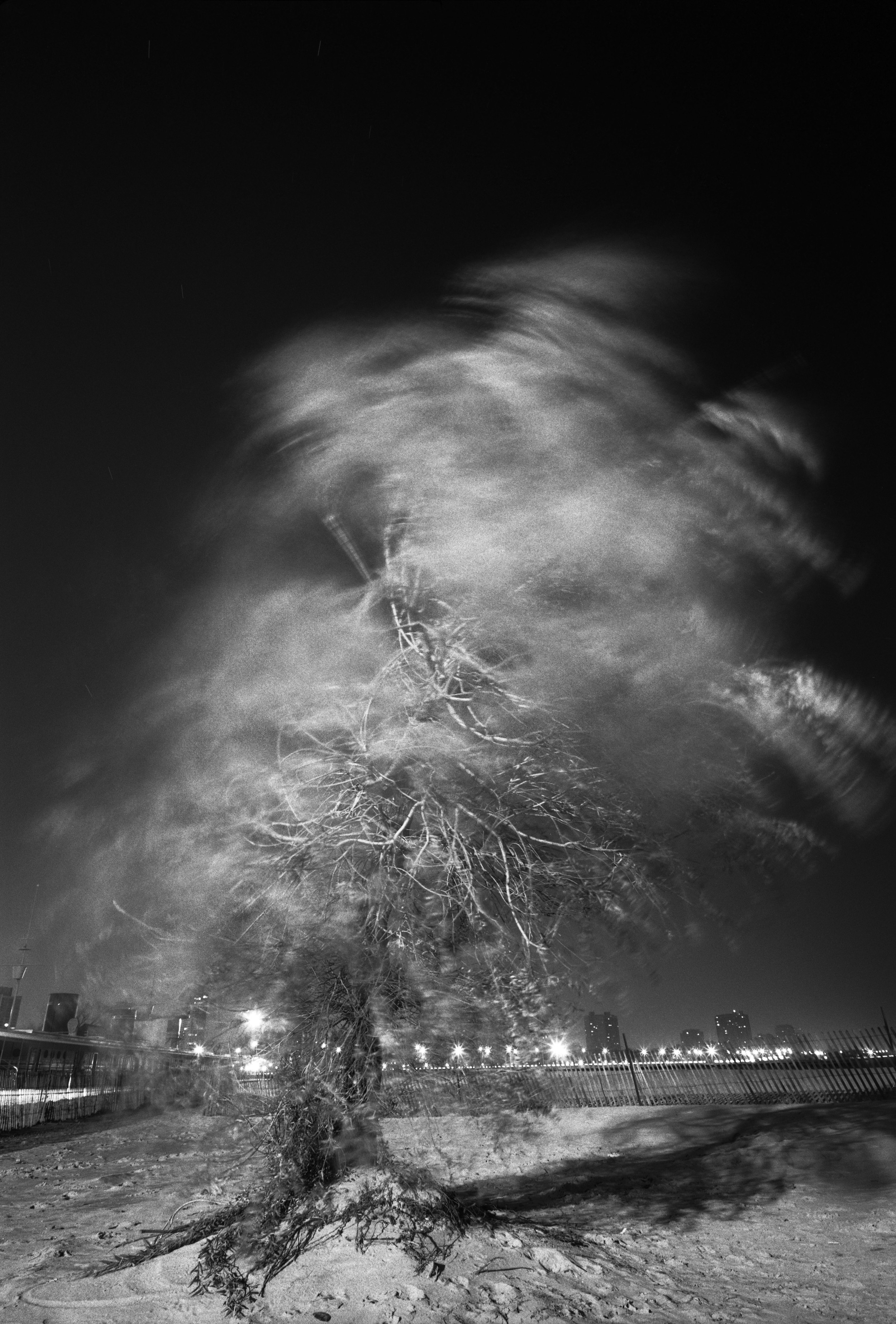  Chicago Park Tree  Chicago, Illinois 