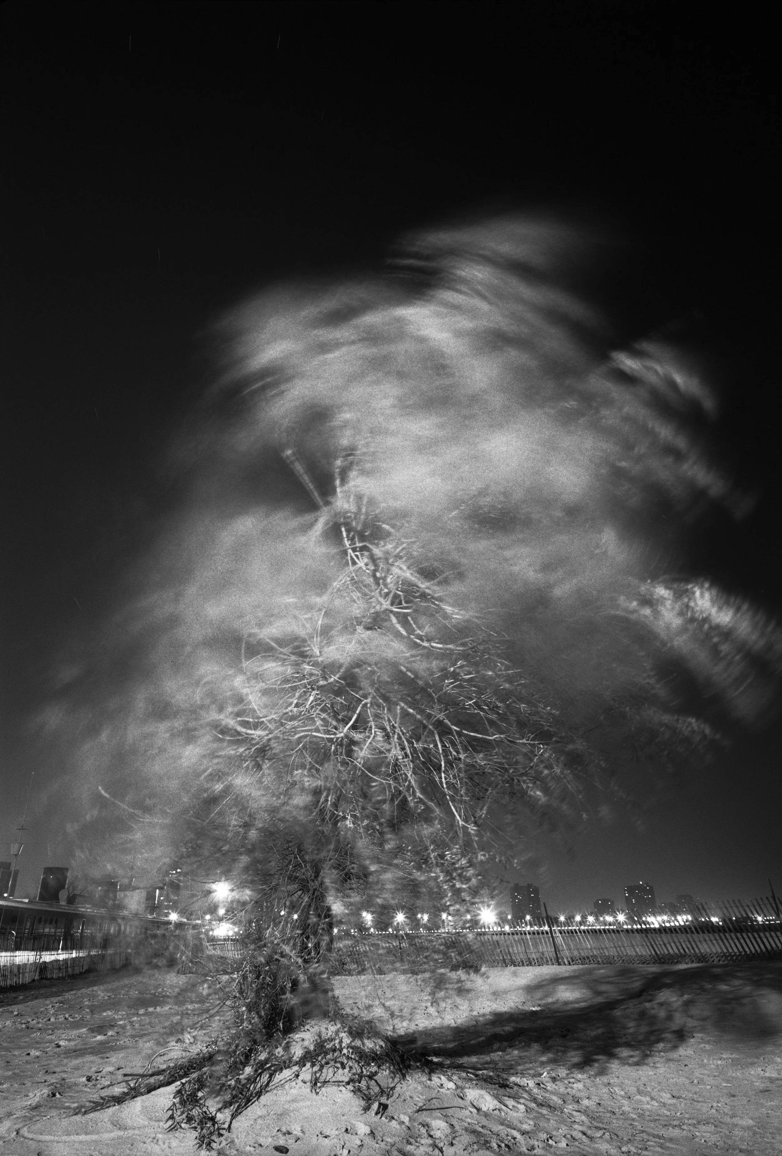 Chicago Park Tree Chicago, Illinois