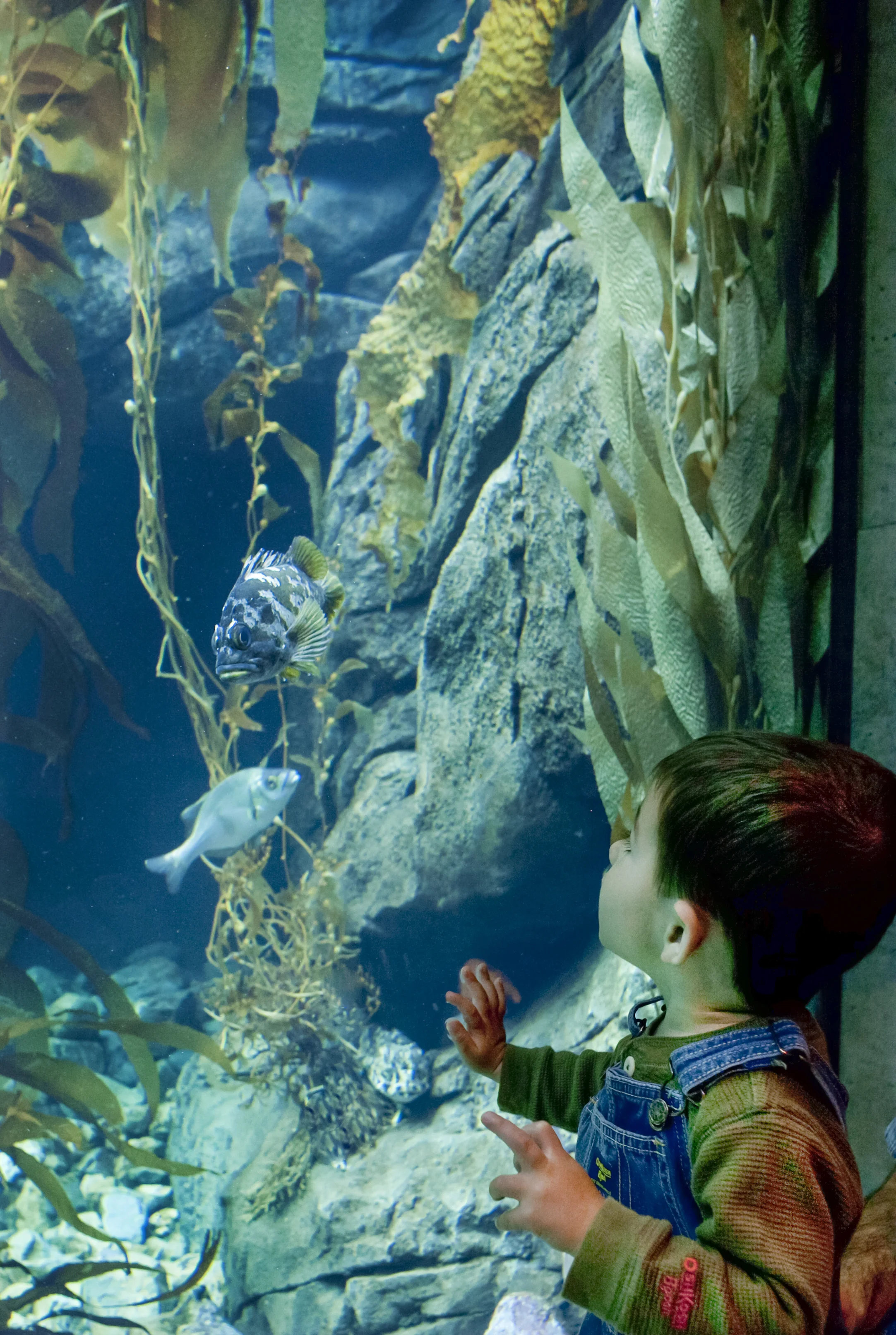 California Science Center ZGF 