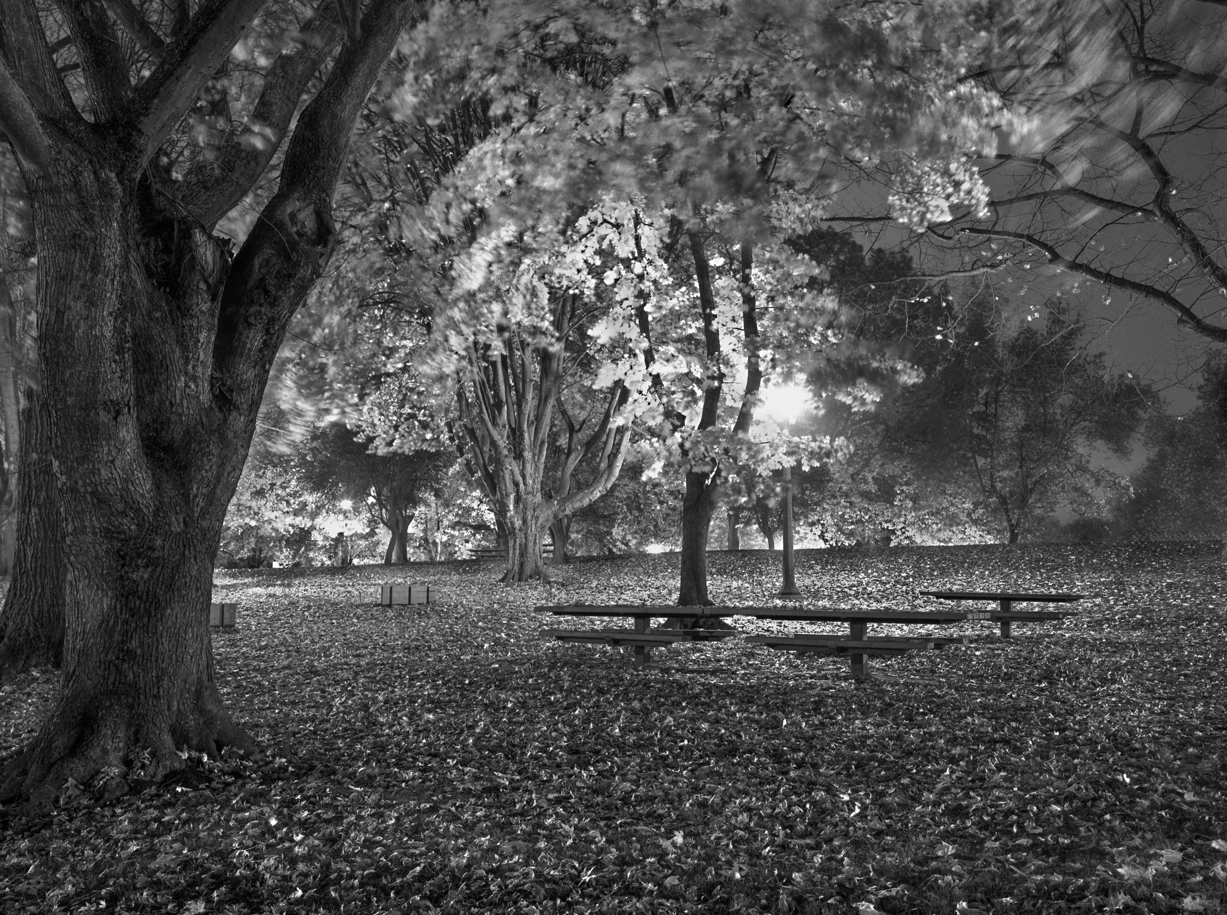  Irving Park Picnic Tables  Portland, Oregon 