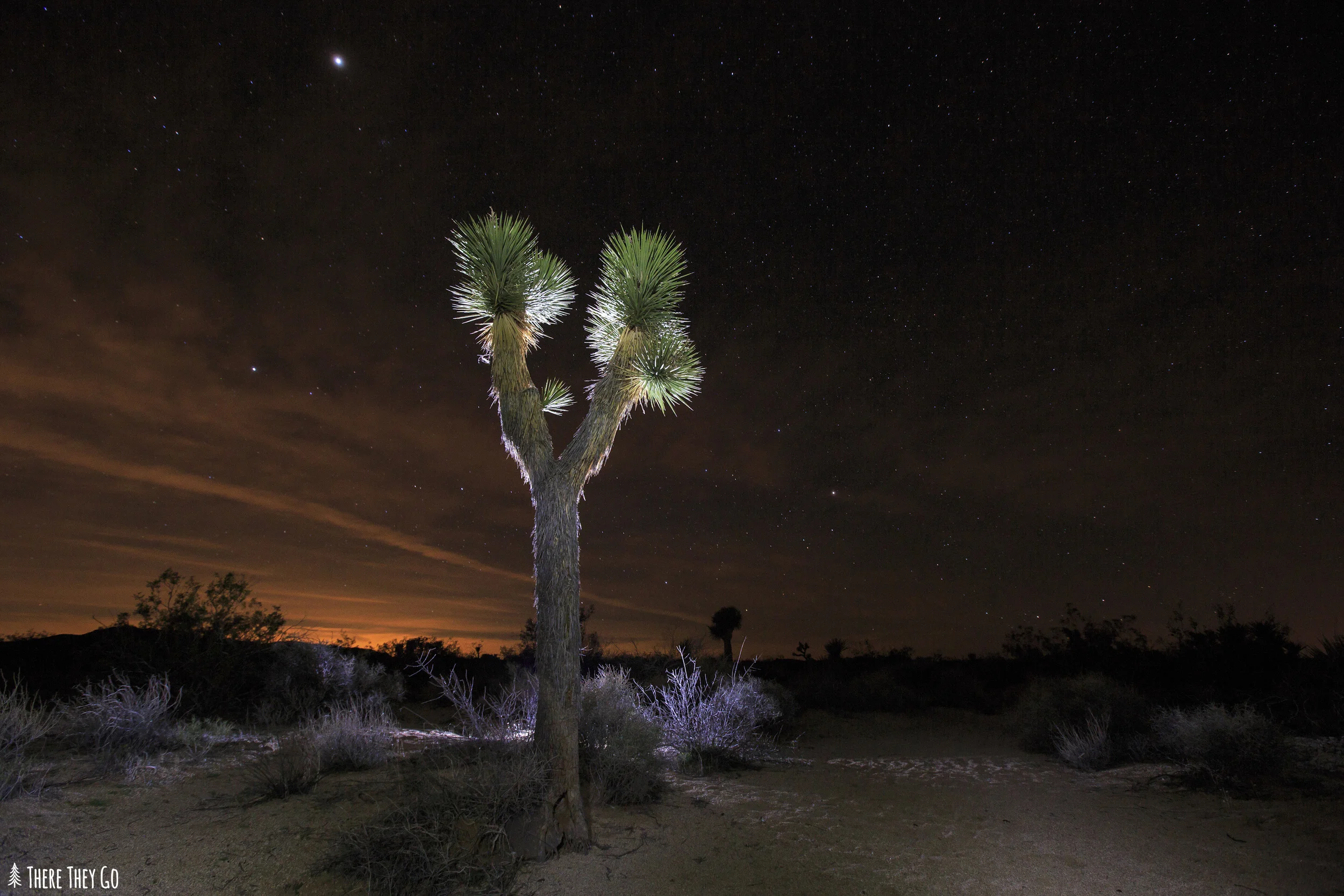 This Joshua Tree was captured using a combination of an off camera flash and my Black Diamond headlamp for light painting. Using my Phottix wireless radio transceivers, I placed my Canon 580 EXII flash behind the Joshua Tree at 1/4 power. I then used my headlamp to light paint the front of the tree and the surrounding ground around the tree. Camera: Canon 5d Mark III Lens: Canon 16-35mm f/2.8 at 24mm Camera settings: Shutter: 25'' F/5.6 ISO 1000