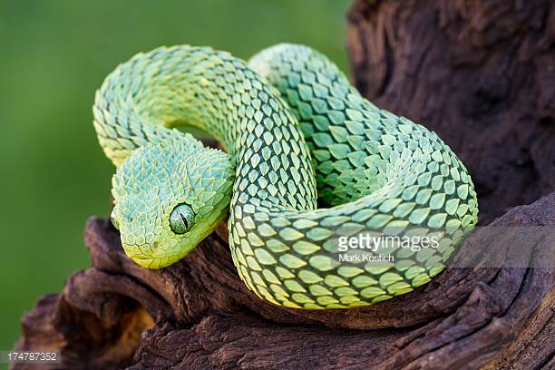 Photo by Mark Kostich/iStock / Getty Images