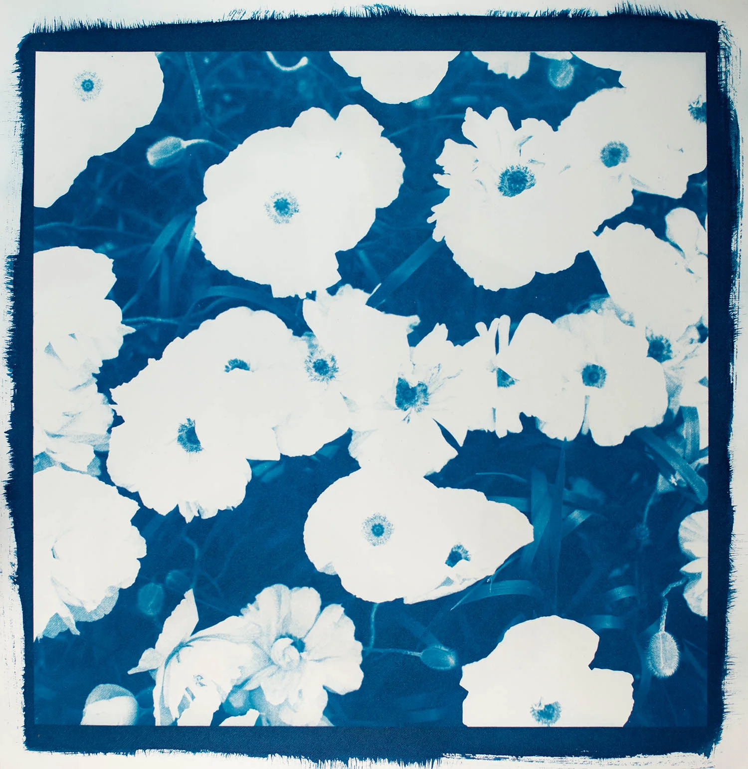 Poppies: 1 Layer