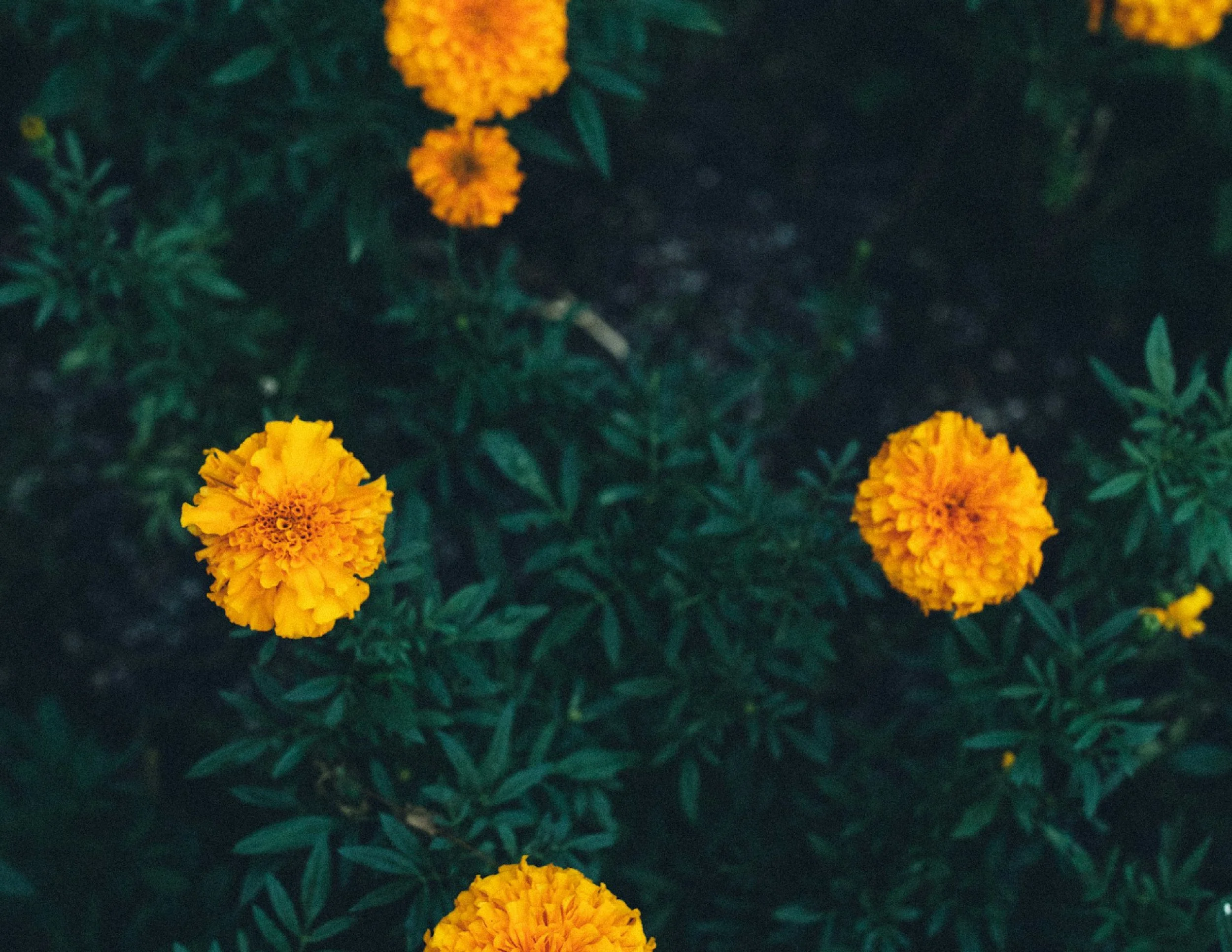 Mehndi-Inspired Tattoos | South Asian Fineline \u0026 Custom Black Ink – Ritual  By Design — Ritual By Design, image size:2500x1932