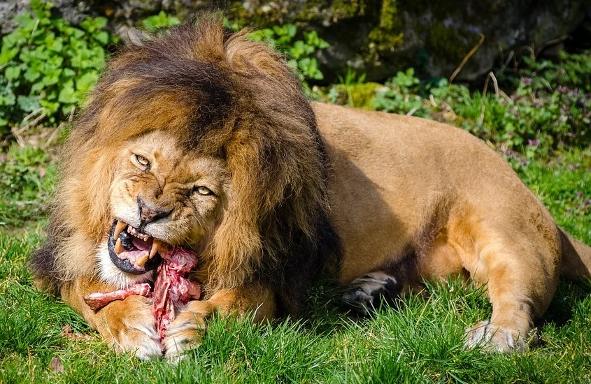 Death by Lion for not Punching a Prophet (1 Kings 20:35-36) [A Guest Card Talk]