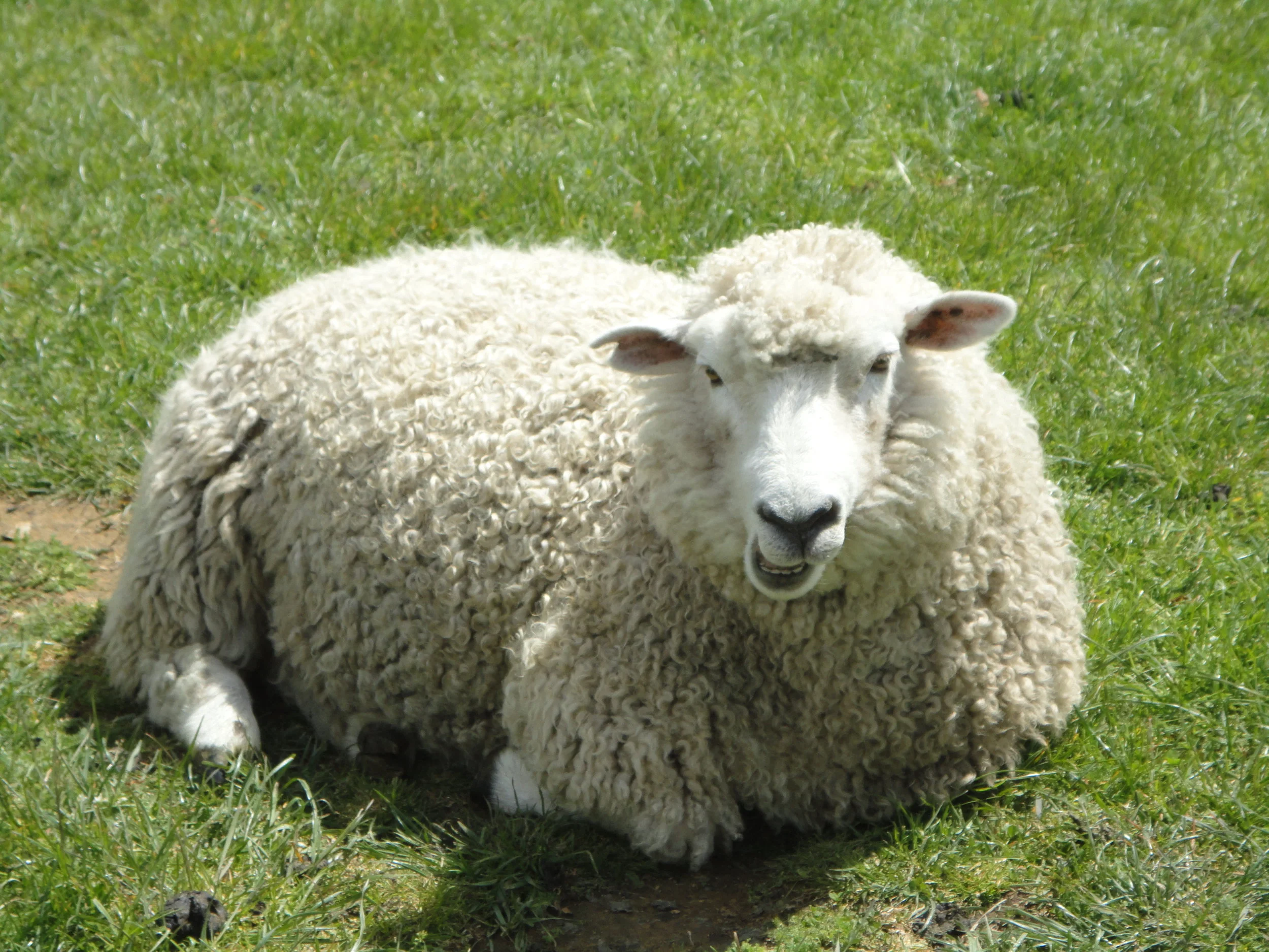 Adam wishing he had stuck with the sheep with "come-hither" looks (Genesis 3:12, Genesis 2:20)
