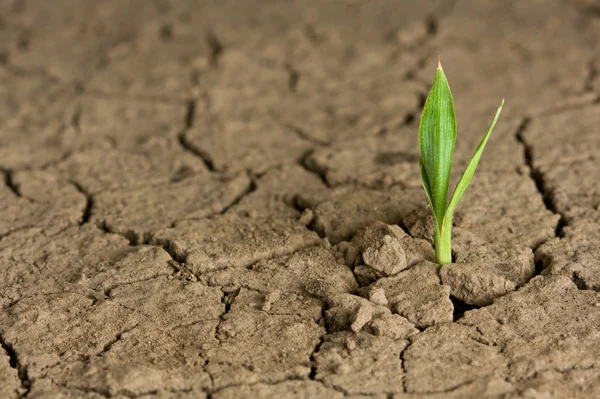 plant-growing-from-desert.jpg