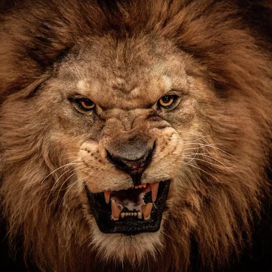 Death by lion for not punching a prophet (1 Kings 20:35-36)