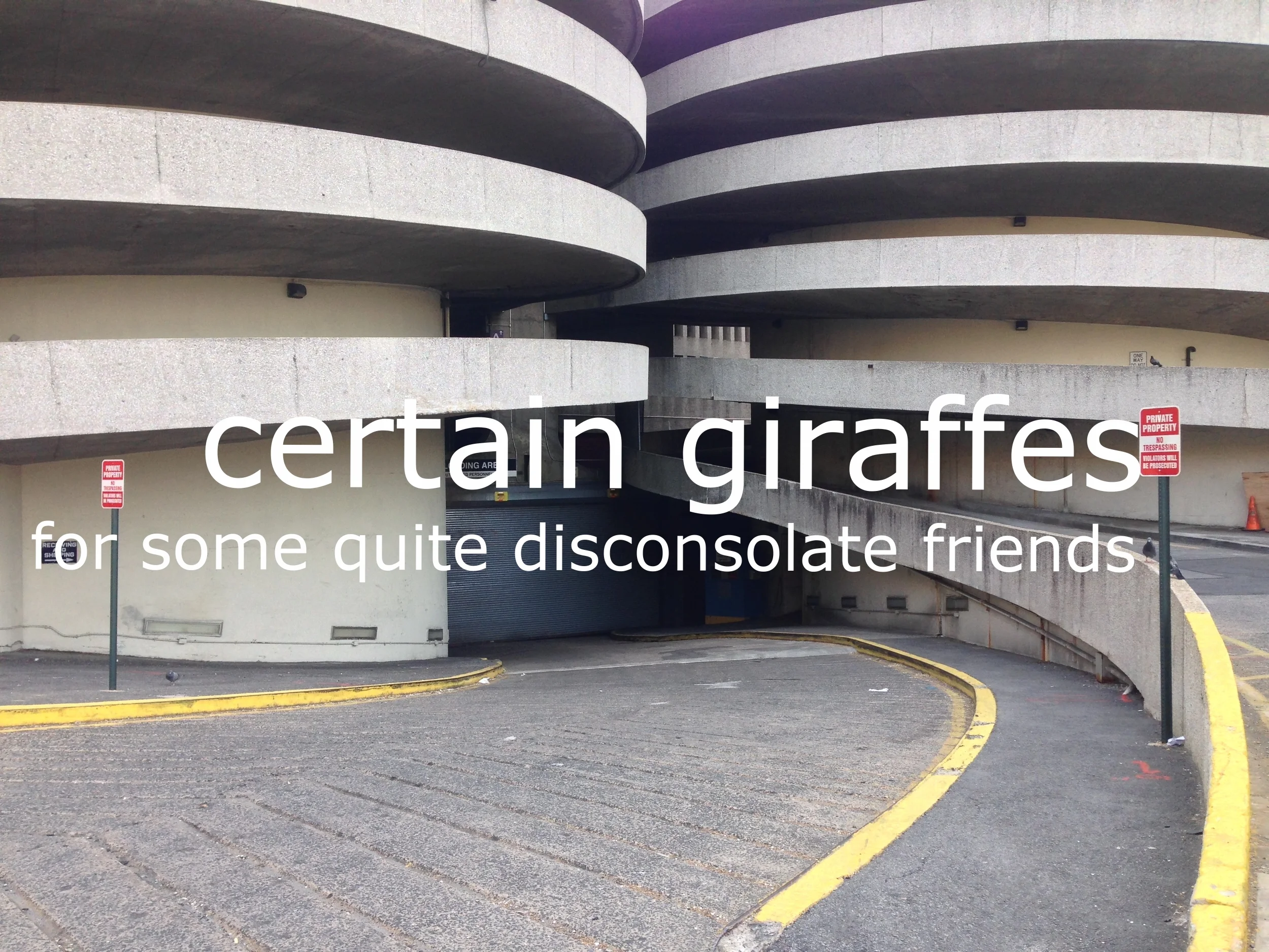 00.00   giraffes.JPG