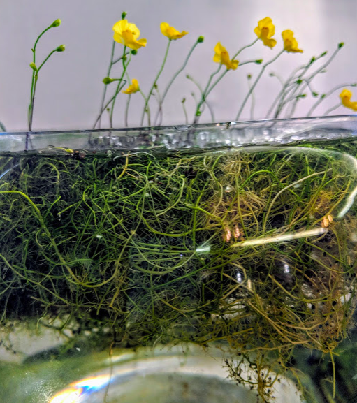 Utricularia gibba shown here, an aquatic species. The tiny black dots along the grassy stems of the plant floating underwater are the feeder traps, the "bladder" in bladderwort. This particular gibba was submitted by an attendee (whose name I didn't catch from the show card) of the 2018 International Carnivorous Plant Society conference in Sonoma County and won first prize!