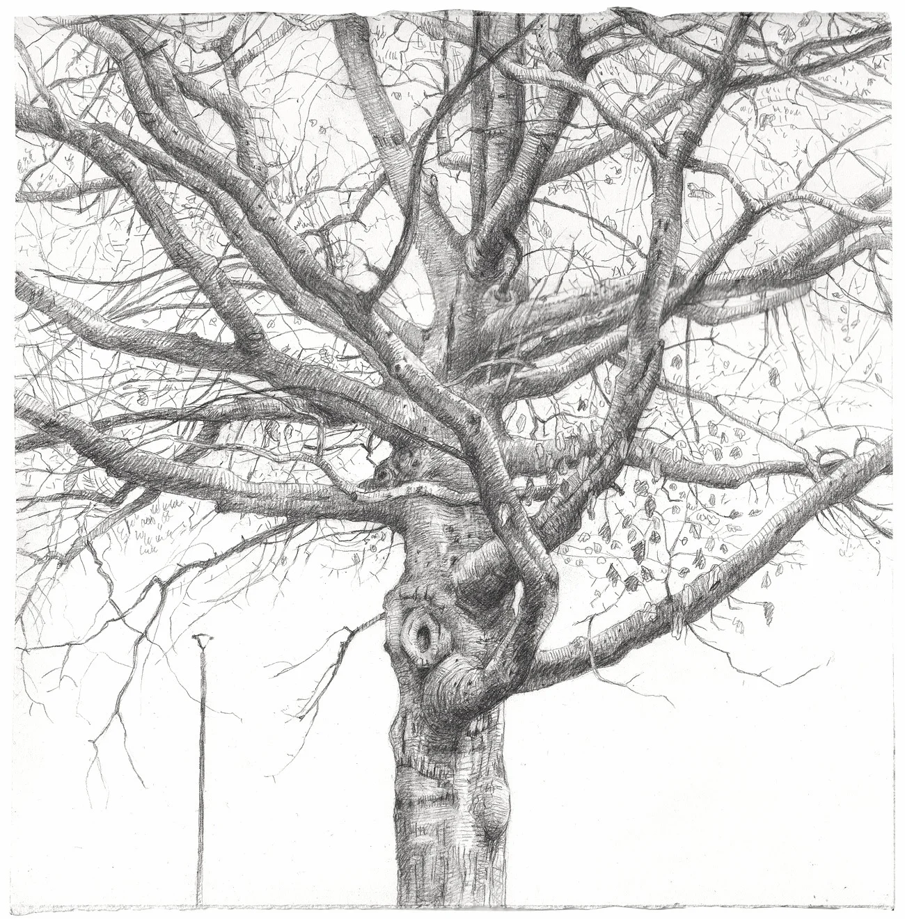 "Winter Maple (1)"