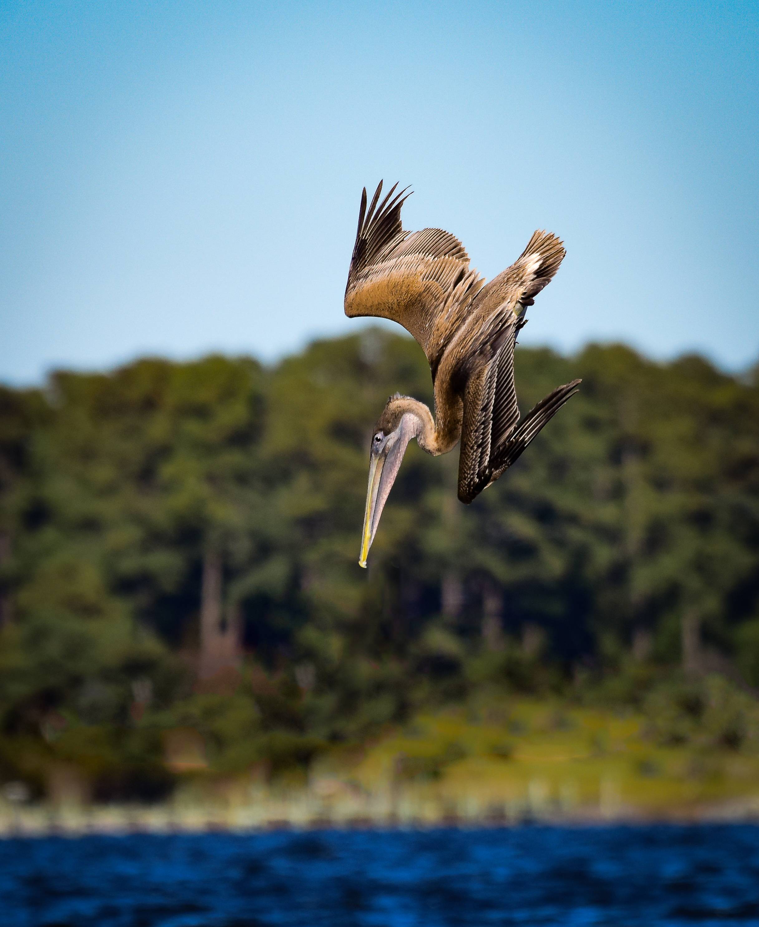DSC_8246-Edit-Edit-Edit.jpg
