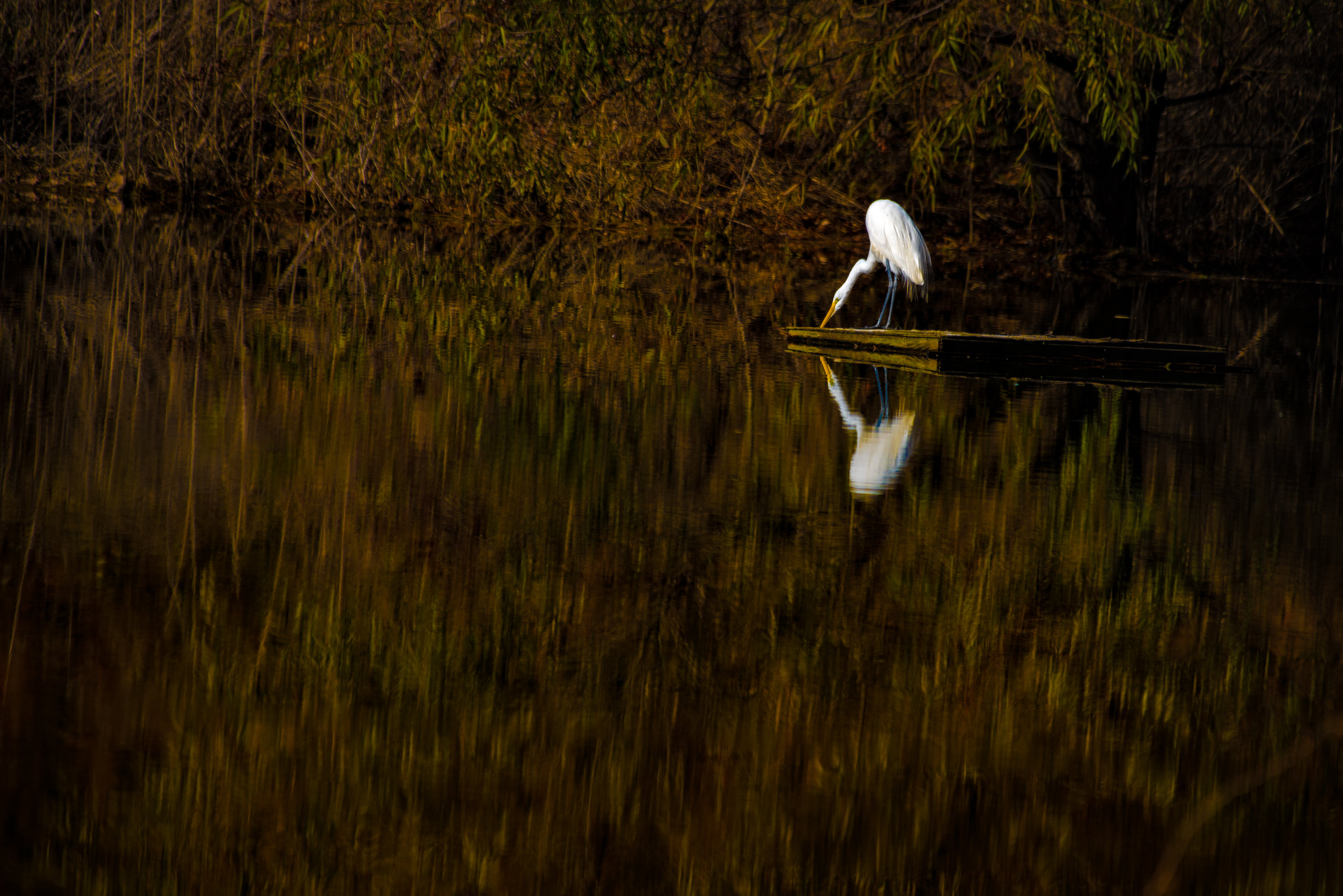 DSC_8403.jpg