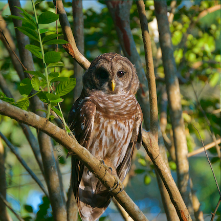 Hilton Head Island Bard Owl.png