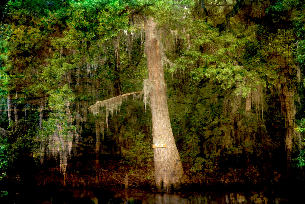 Caddo Lake
