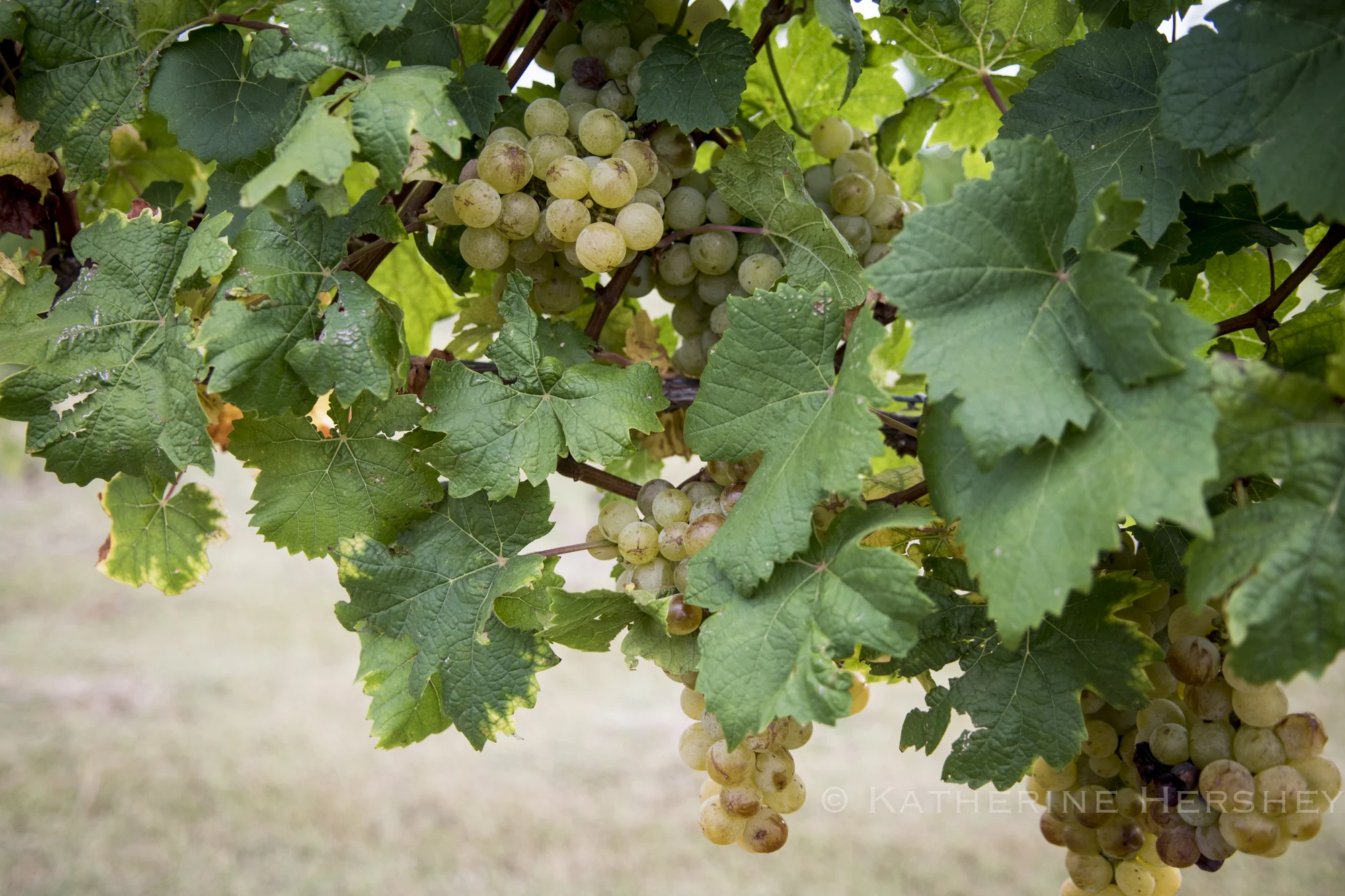Grape Harvest at Eden Hill Winery