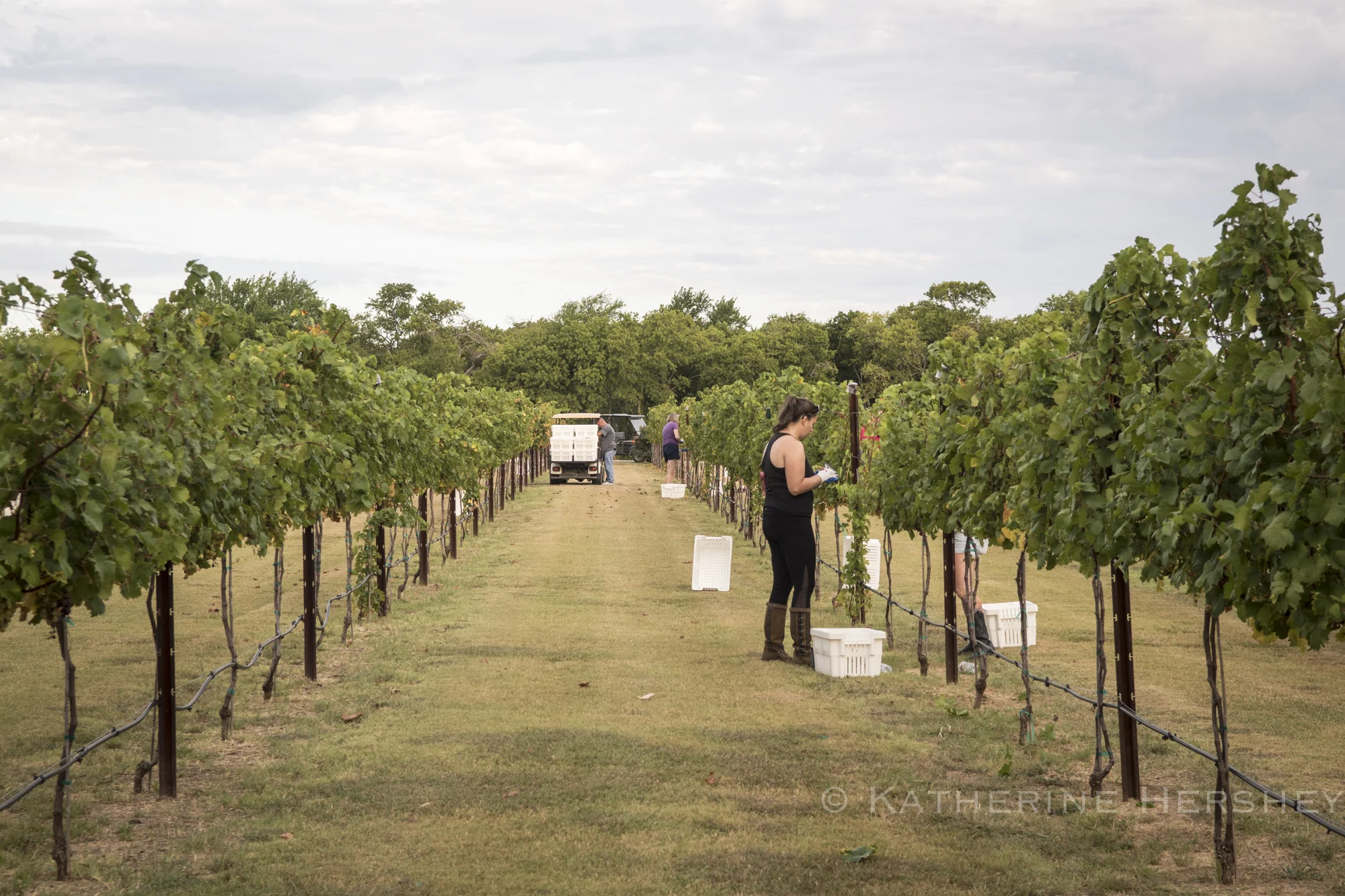 Grape Harvest at Eden Hill Winery