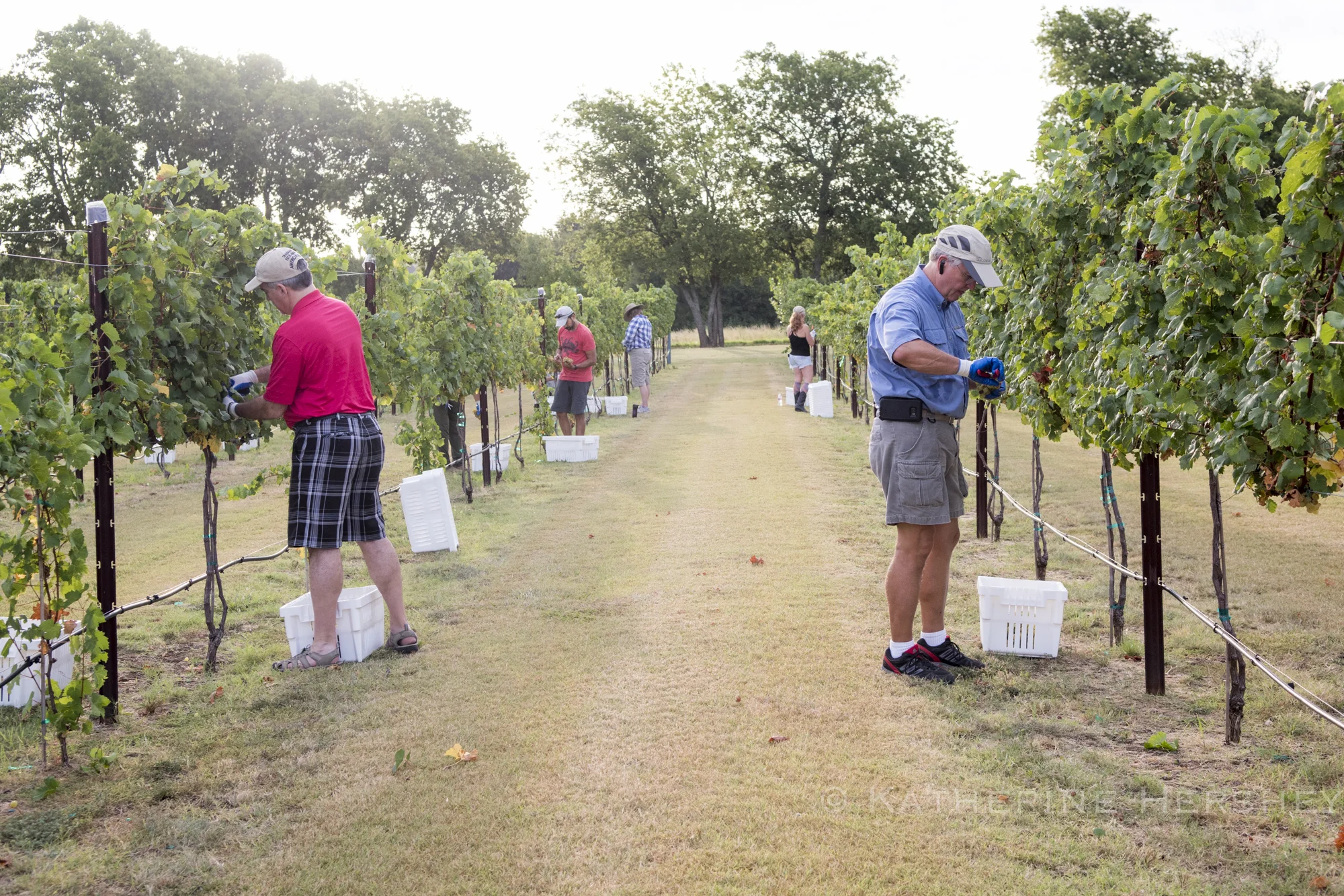 Grape Harvest at Eden Hill Winery