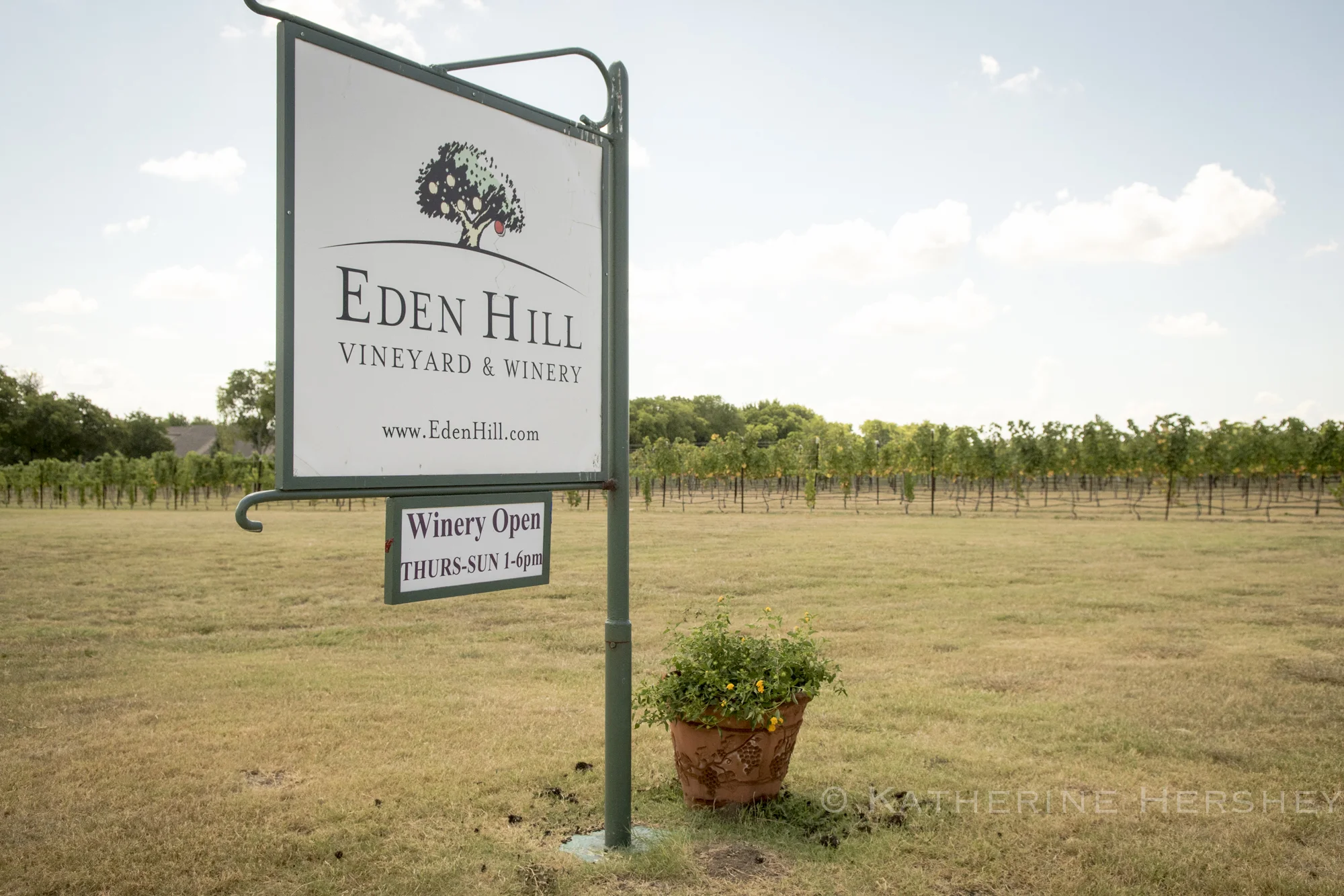 Grape Harvest at Eden Hill Winery
