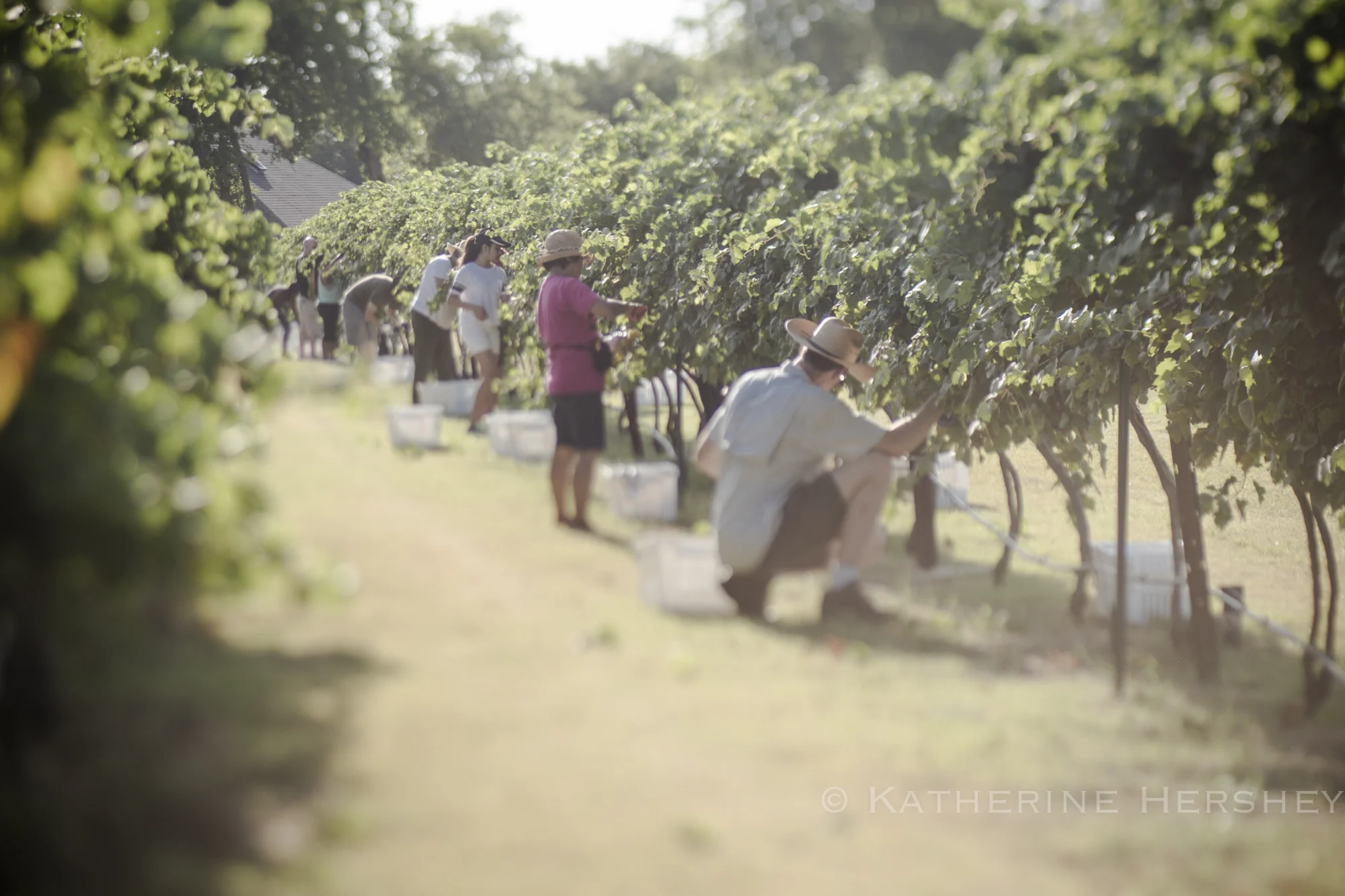 Grape Harvest at Eden Hill Winery