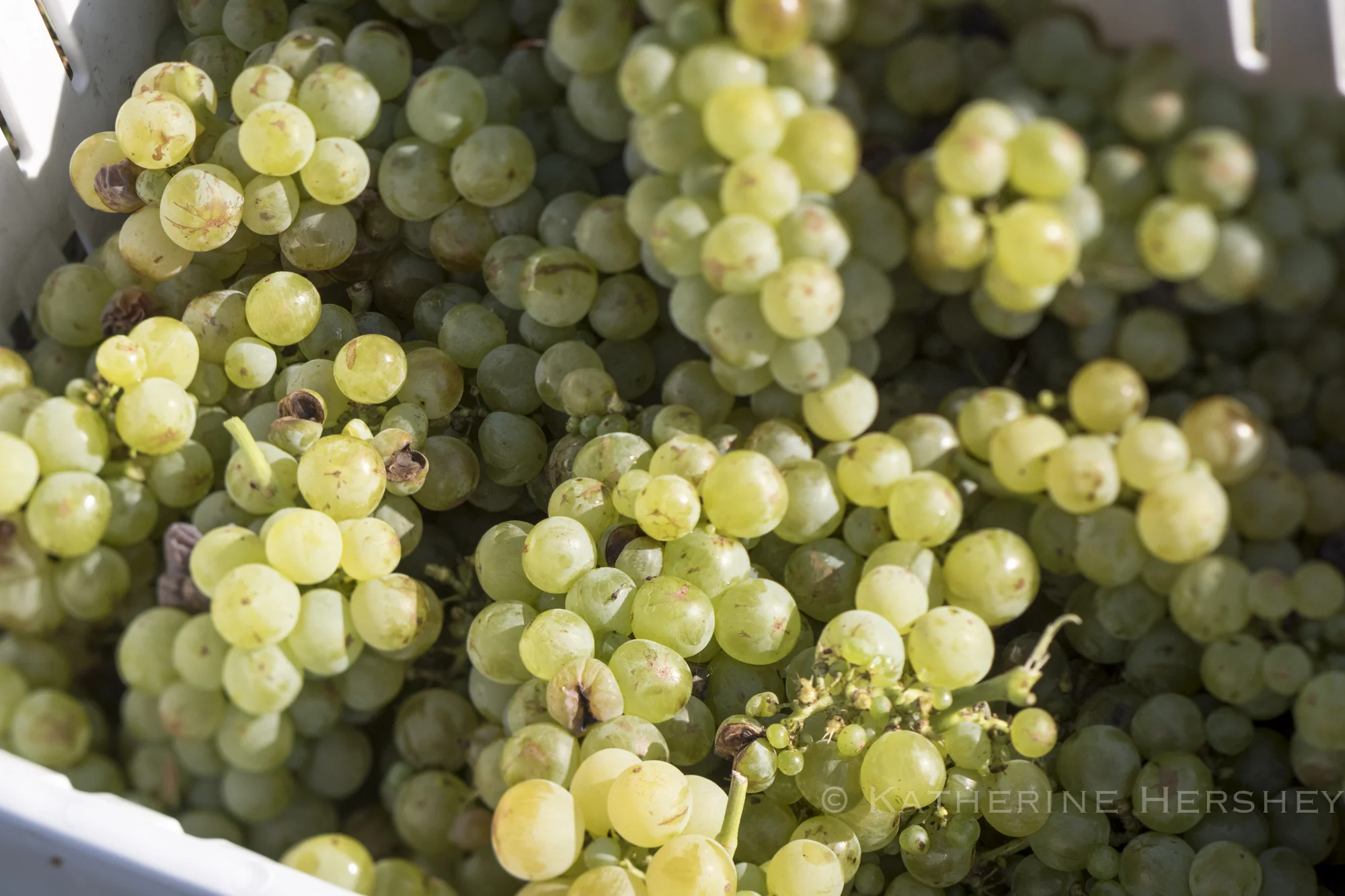 Grape Harvest at Eden Hill Winery