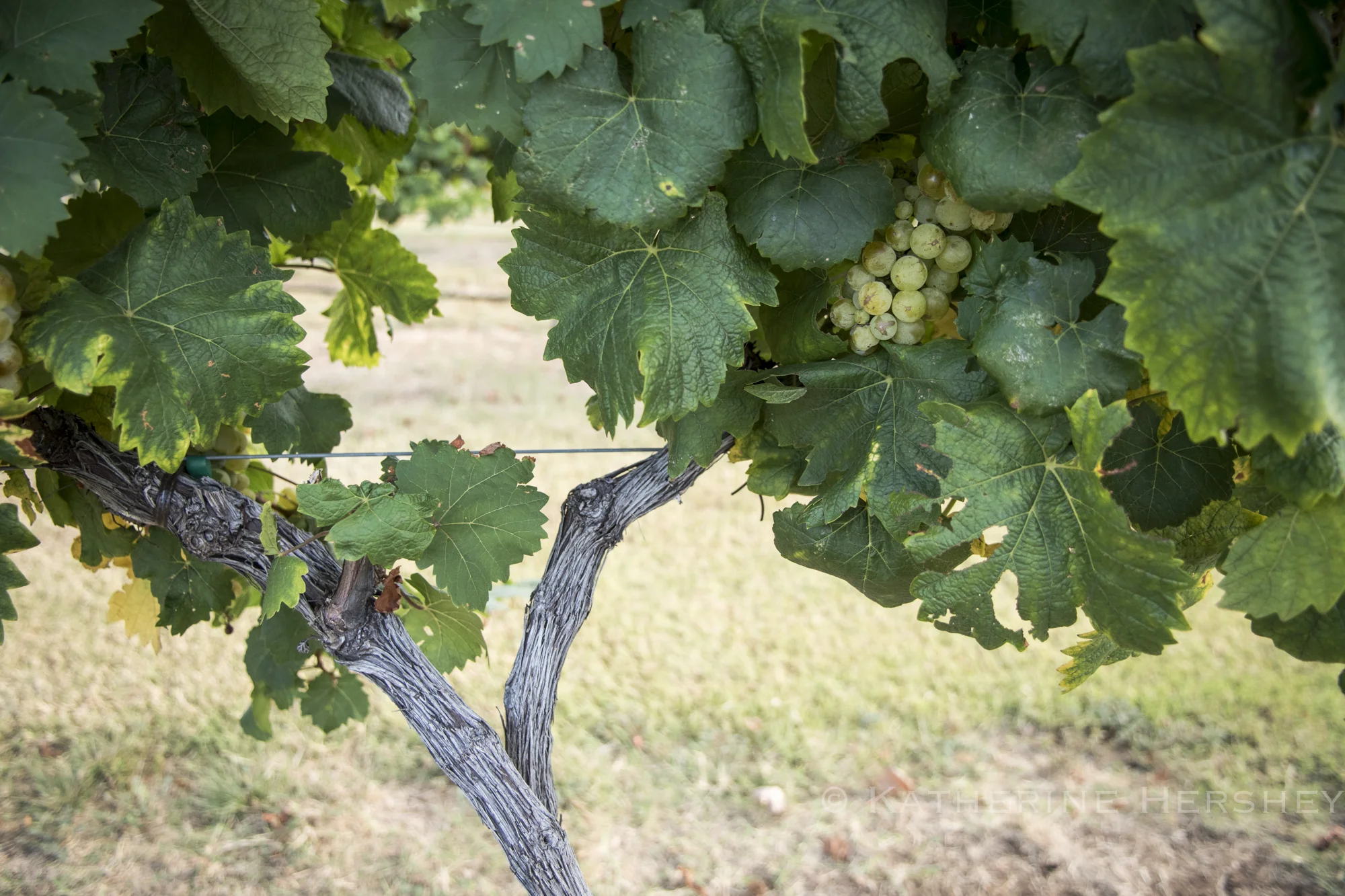 Grape Harvest at Eden Hill Winery