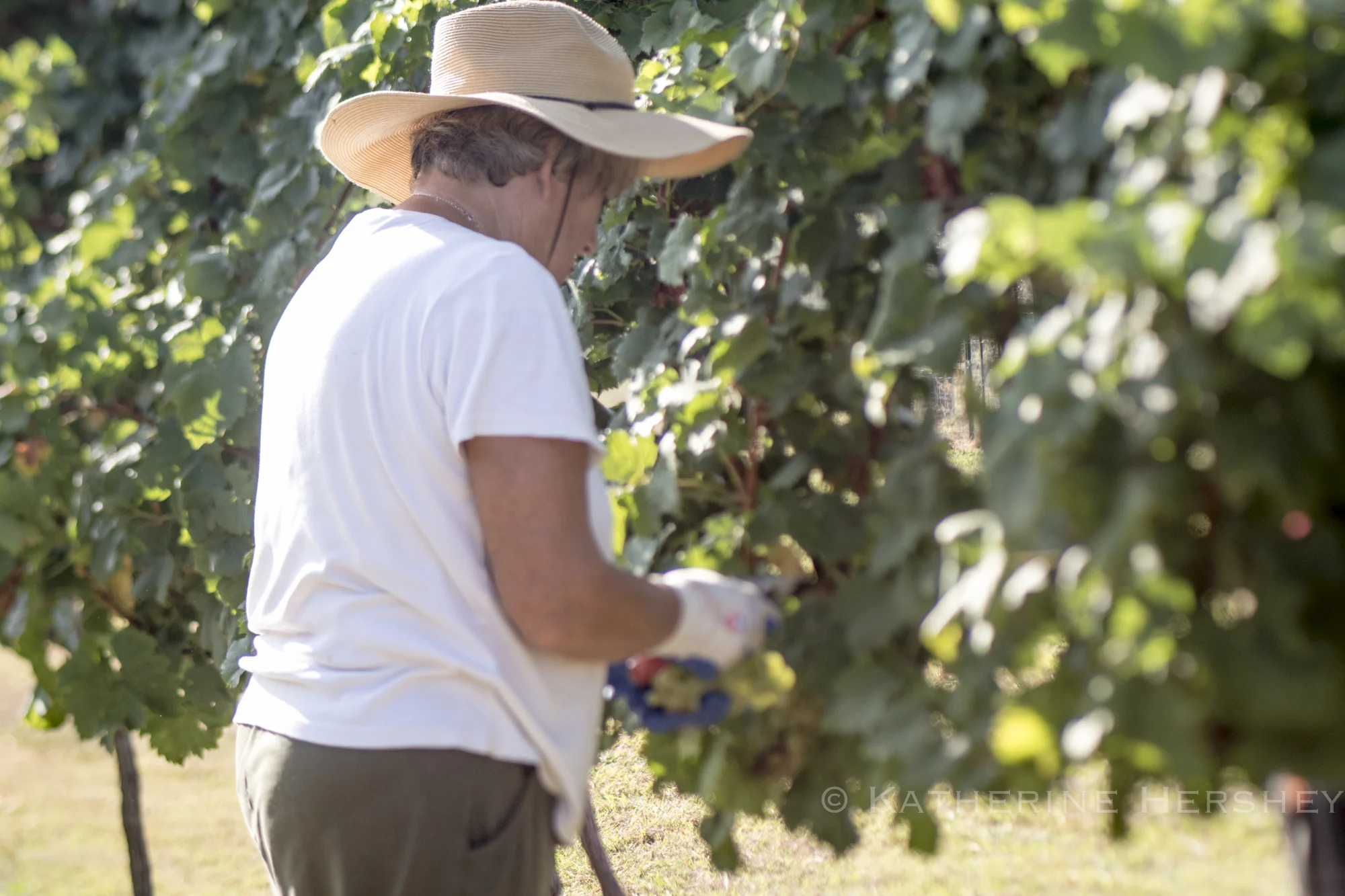 Grape Harvest at Eden Hill Winery