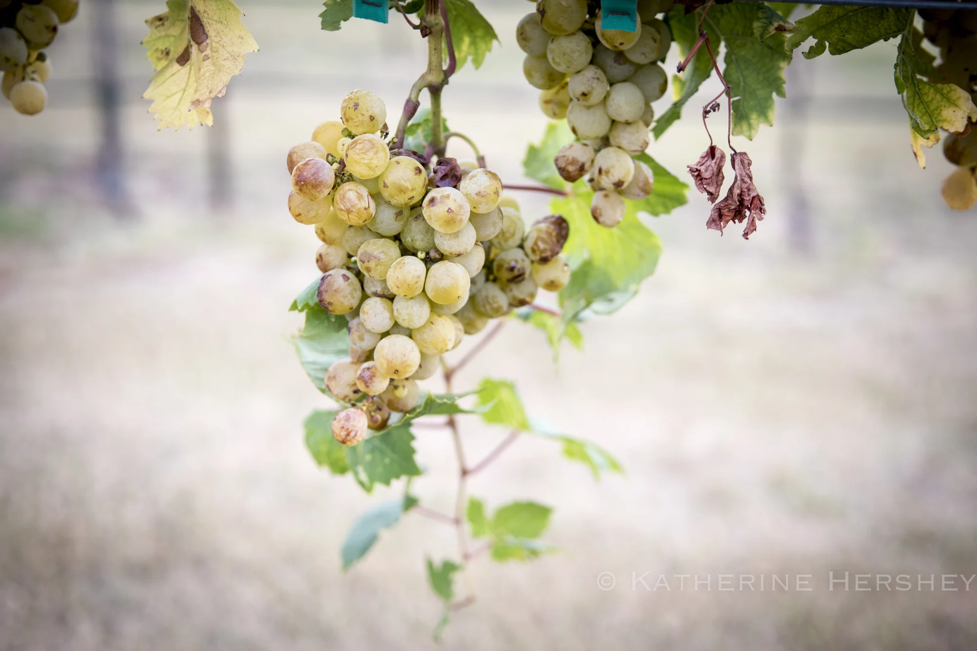 Grape Harvest at Eden Hill Winery