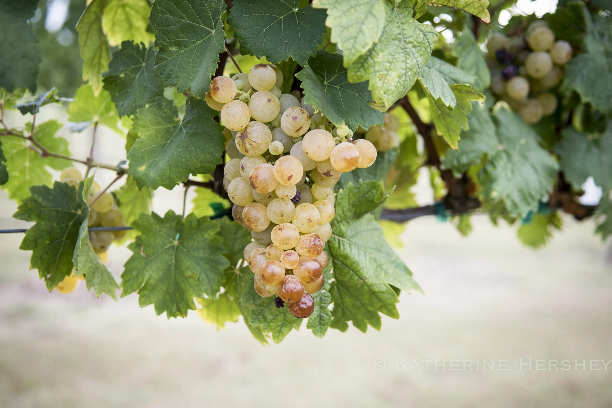 Grape Harvest at Eden Hill Winery