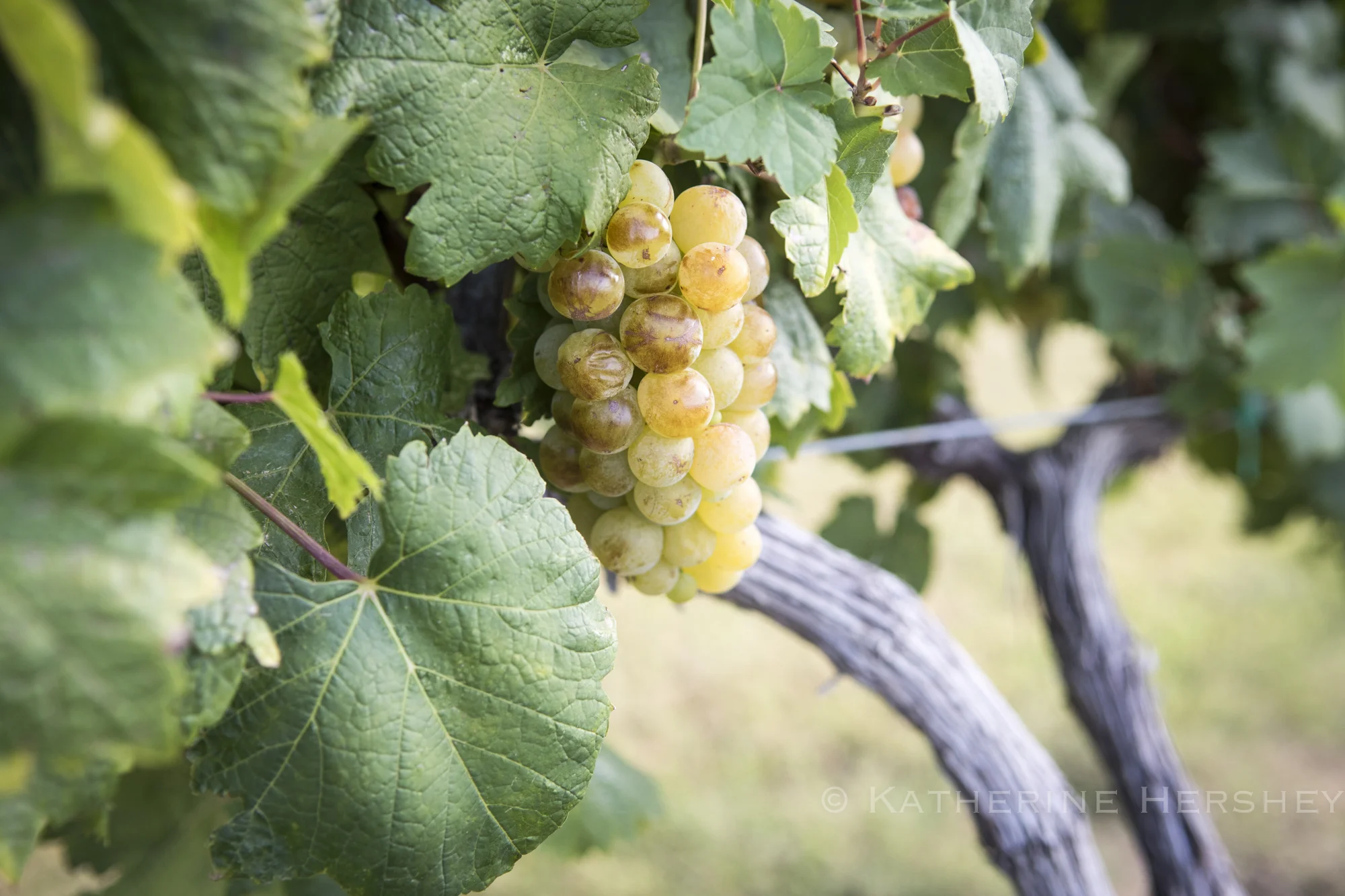Grape Harvest at Eden Hill Winery