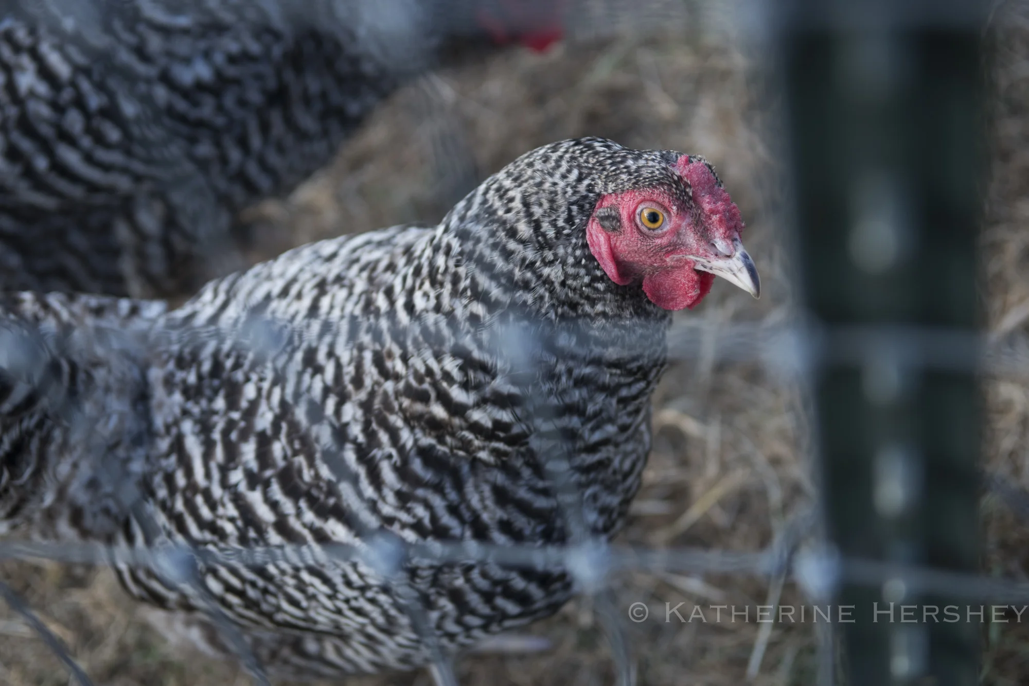 EdenHillWinery_TexasWine_by KatherineHersheyPhotography-32.jpg