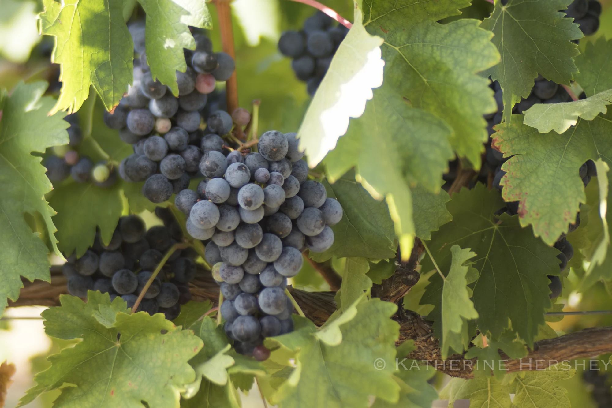 Grape Harvest at Eden Hill Winery