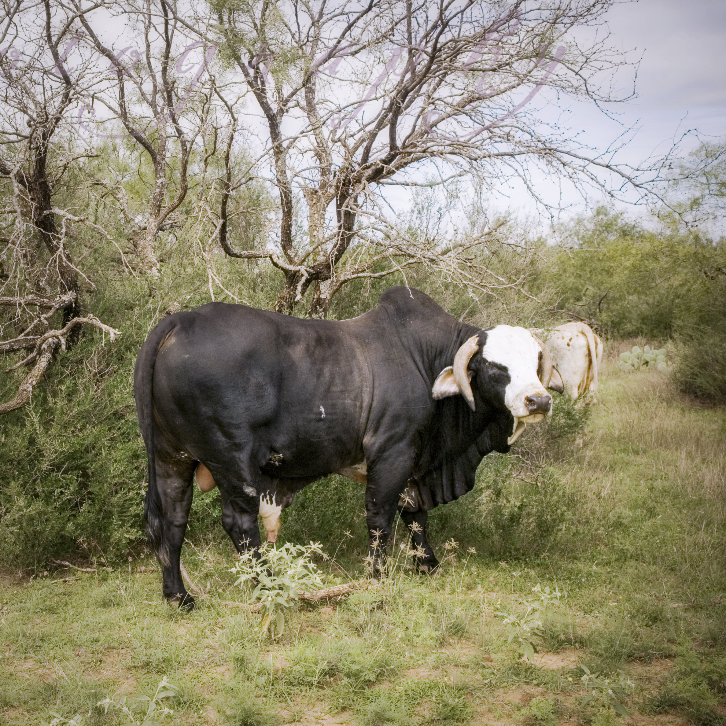 The Vintage Kate shoots cows in Texas