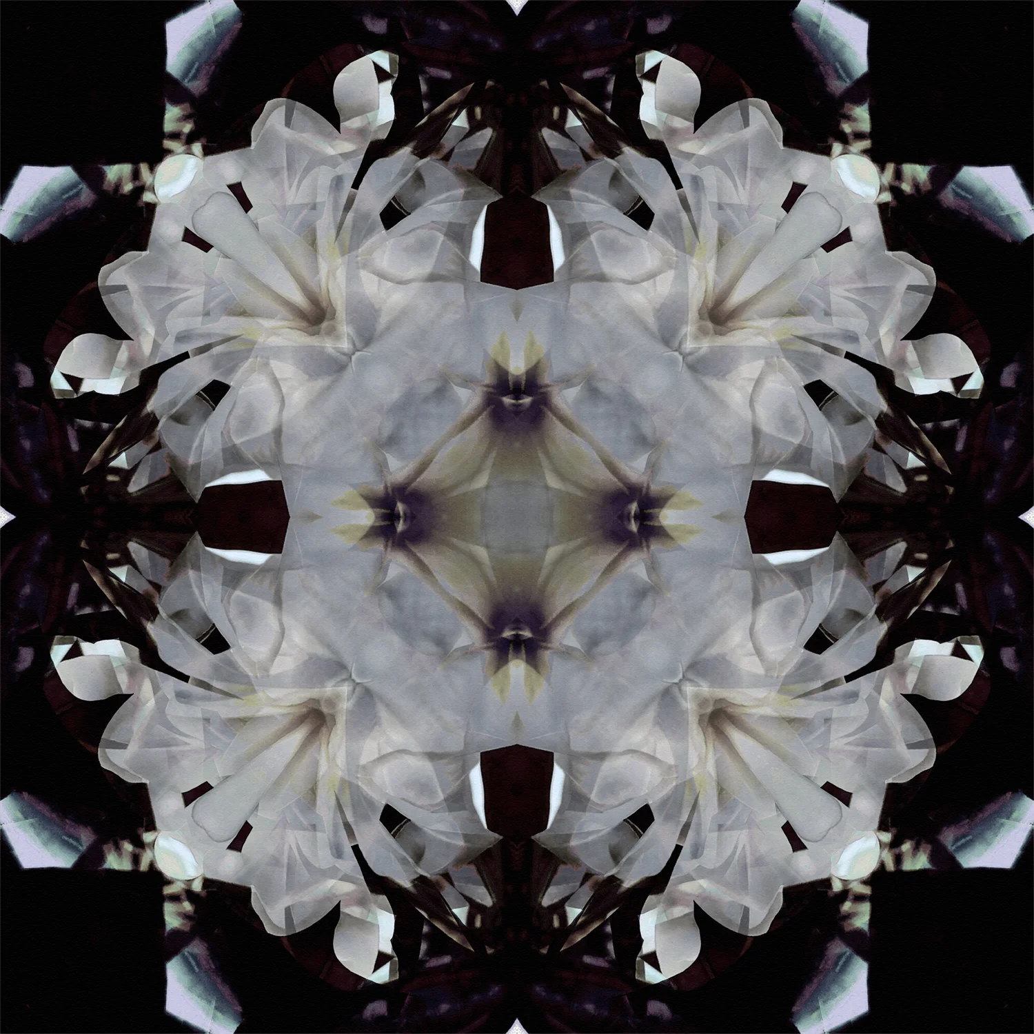 Plumeria 1500.jpg
